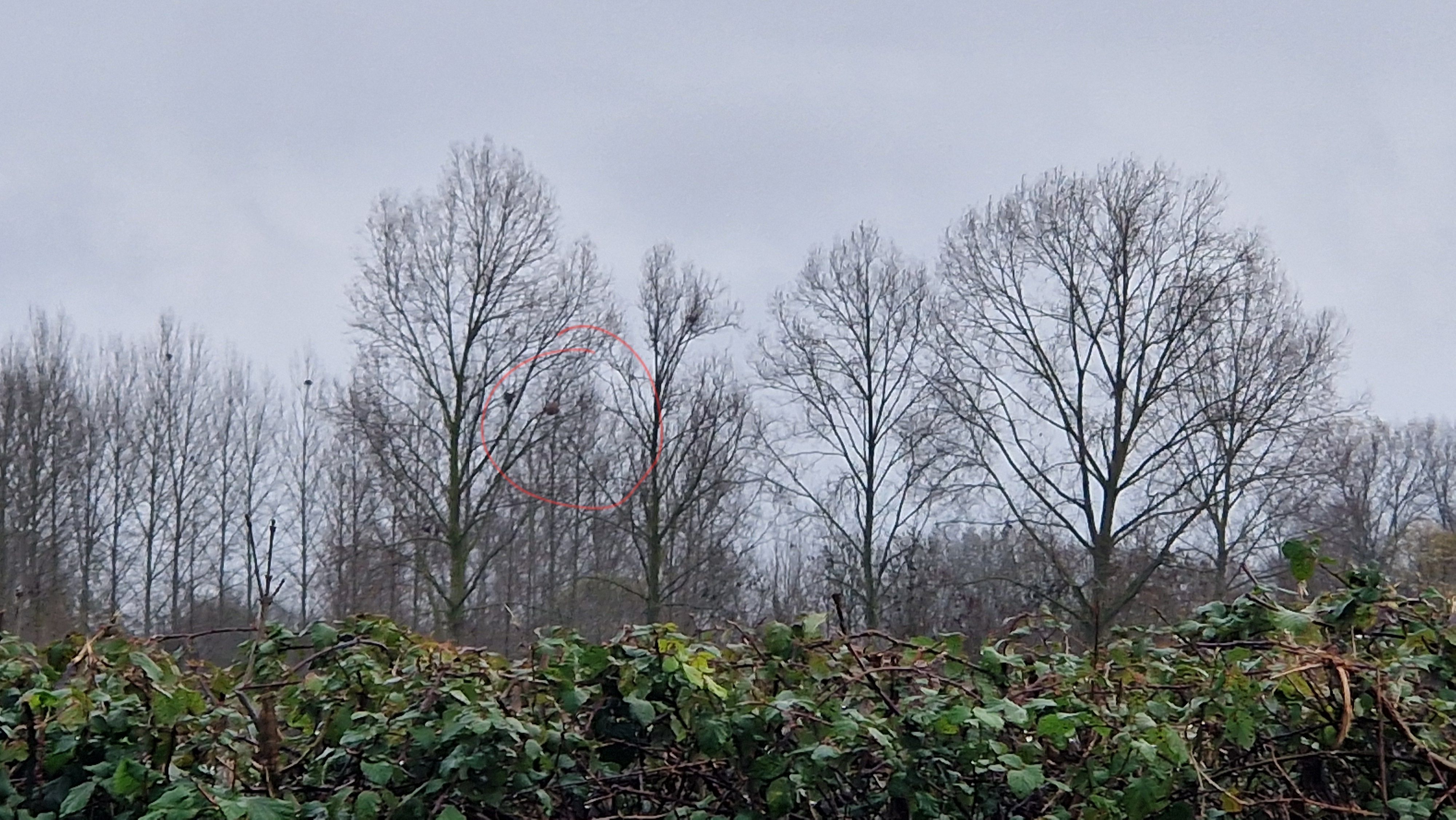 Photo du nid de frelon asiatique signalé à Le Vanneau-Irleau