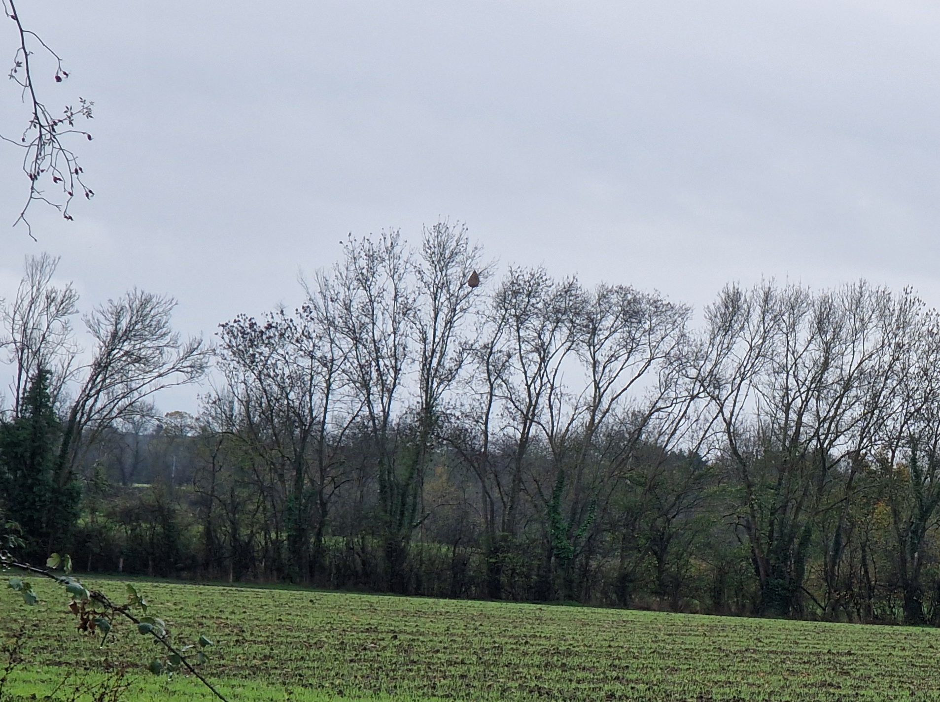 Photo du nid de frelon asiatique signalé à Sansais