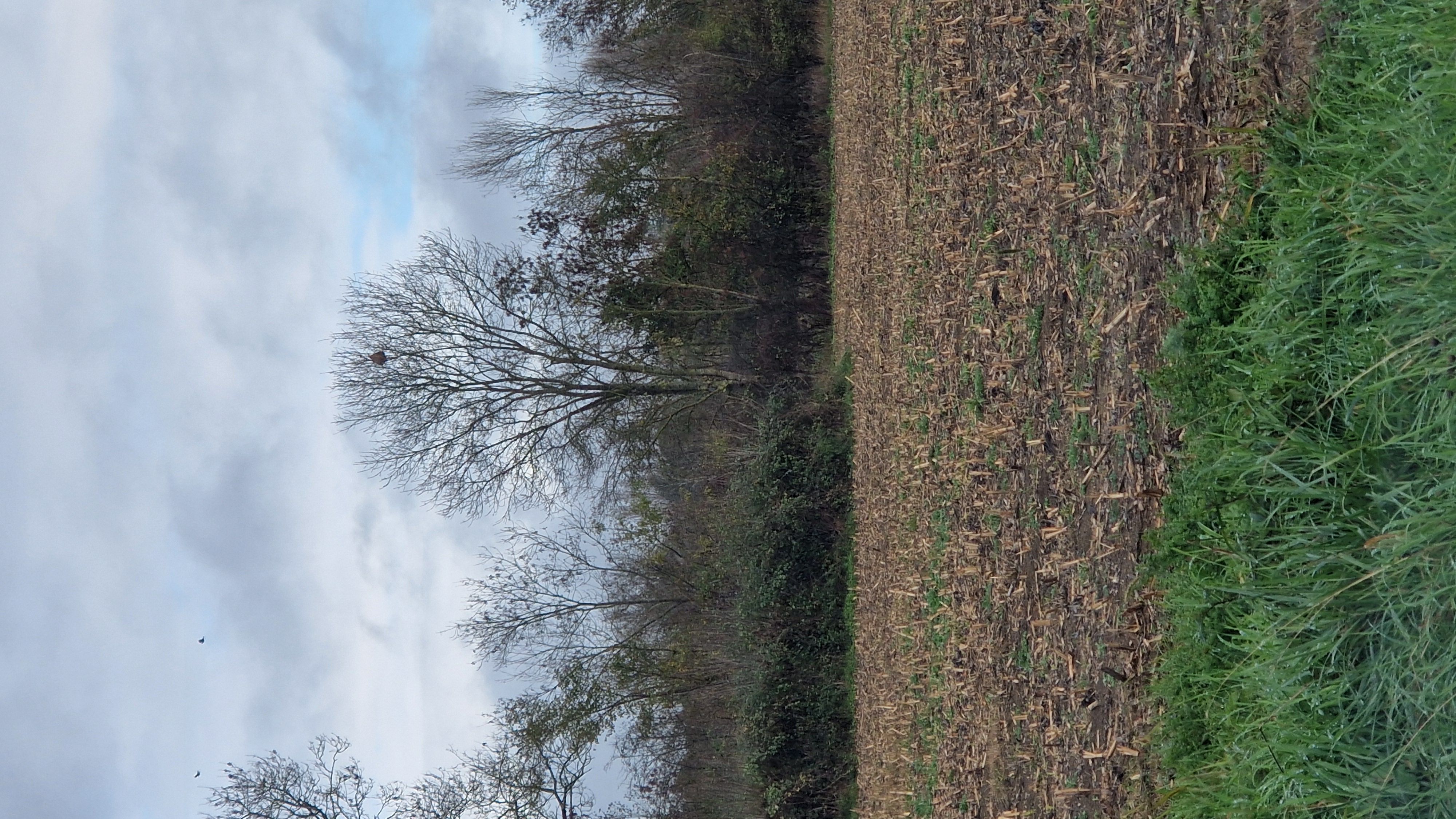 Photo du nid de frelon asiatique signalé à Magné