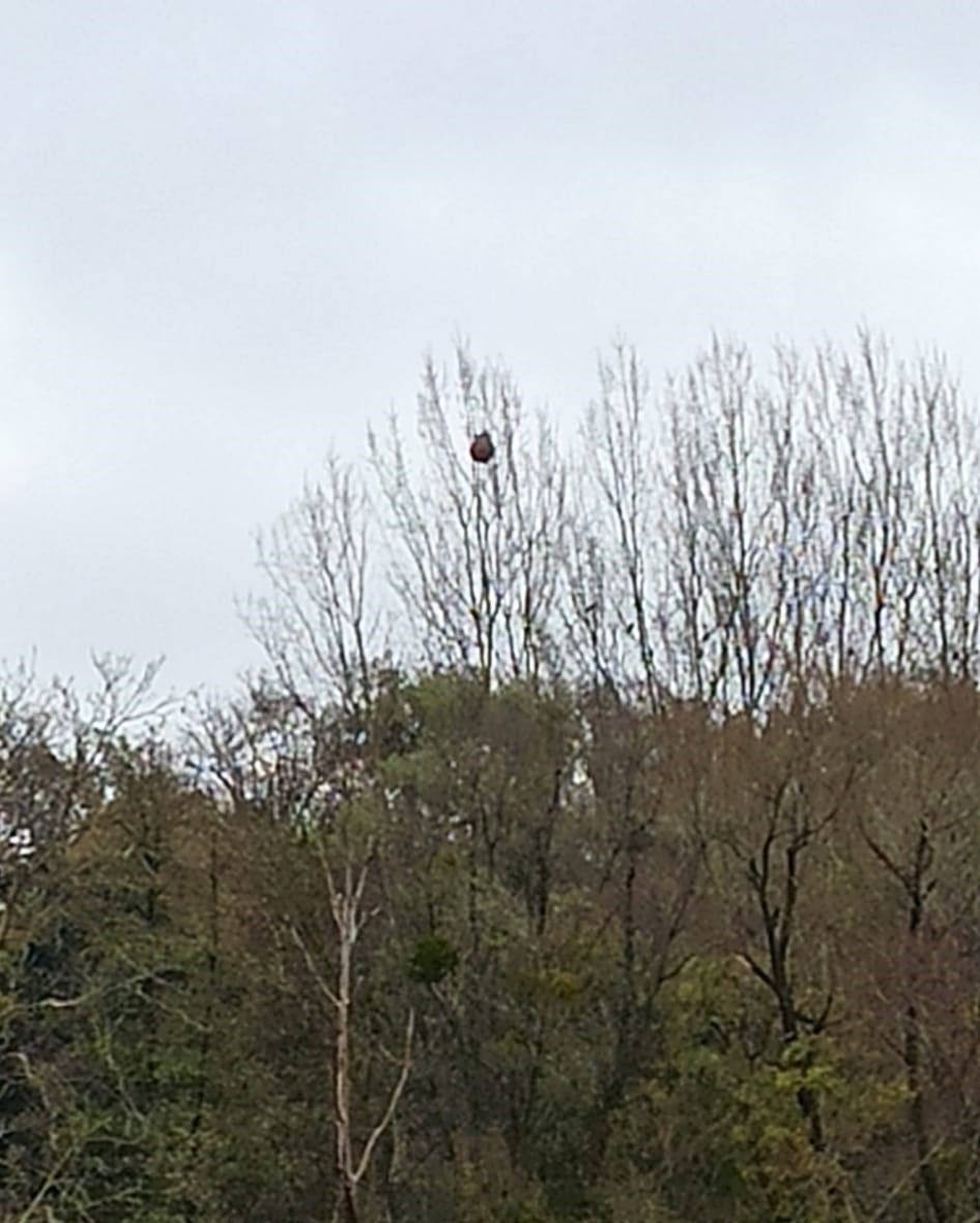 Photo du nid de frelon asiatique signalé à Chasseneuil-du-Poitou