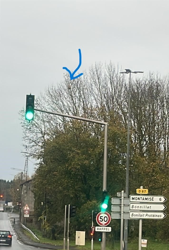 Photo du nid de frelon asiatique signalé à Chasseneuil-du-Poitou