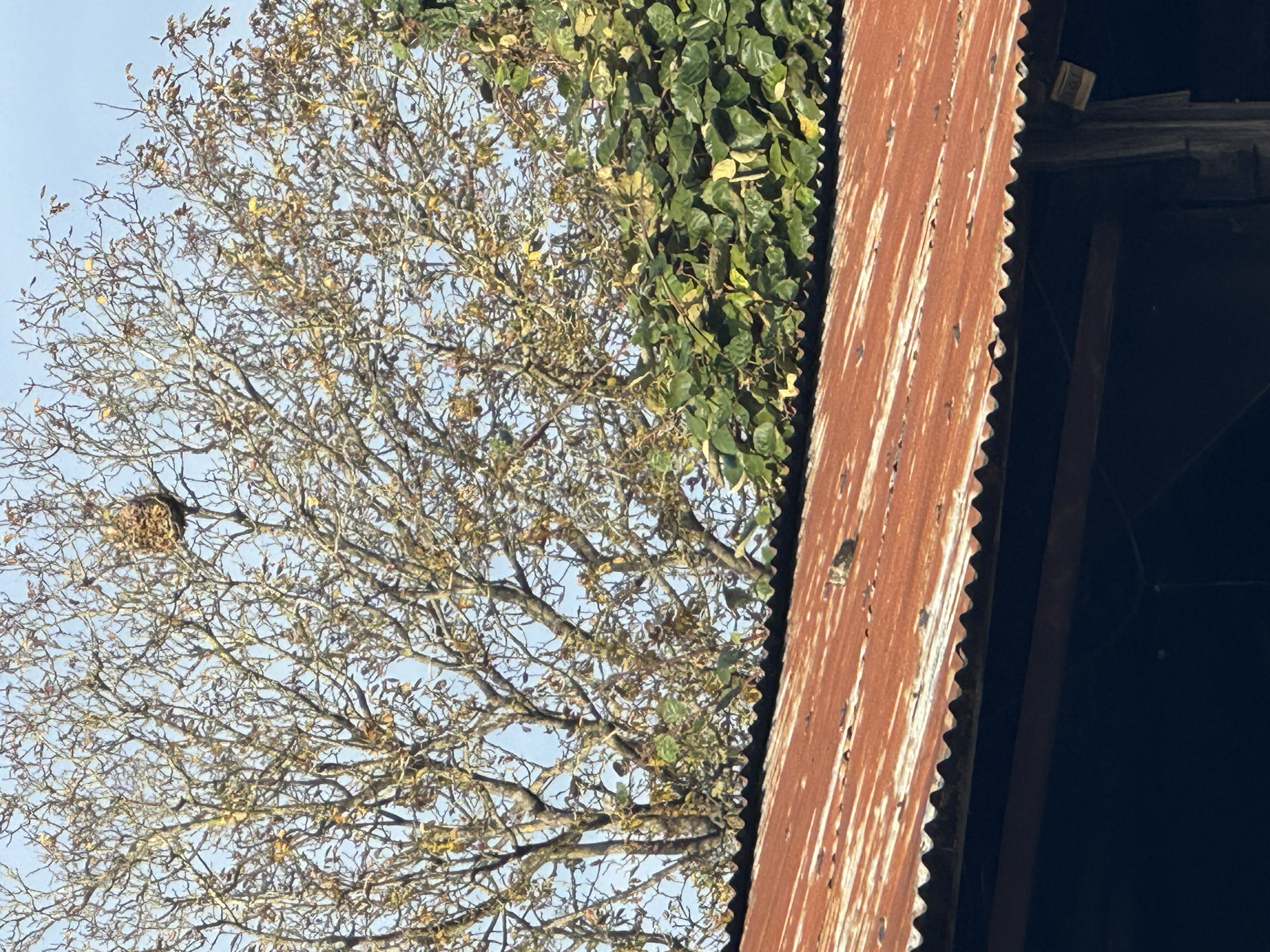 Photo du nid de frelon asiatique signalé à Méricourt