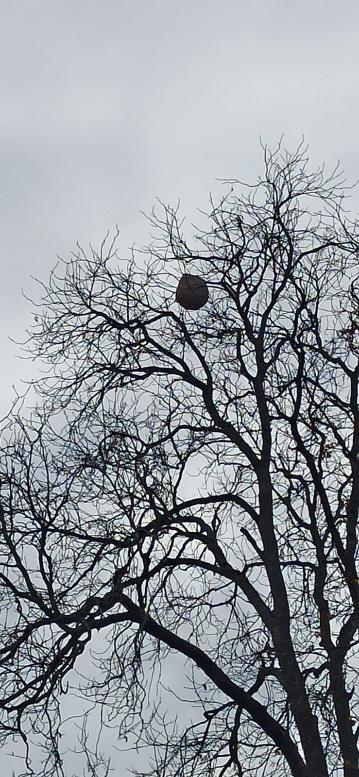 Photo du signalement #501