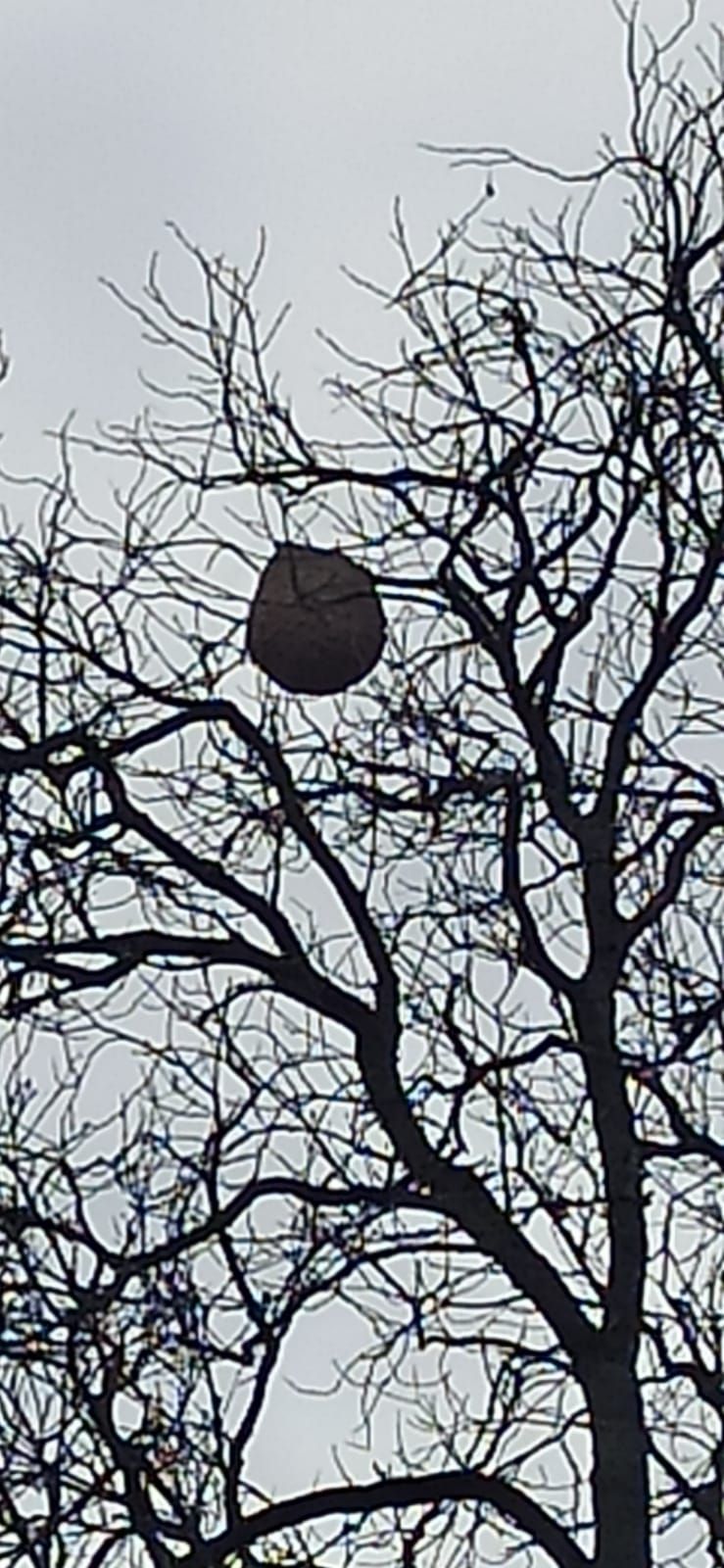 Photo du nid de frelon asiatique signalé à Chasseneuil-du-Poitou