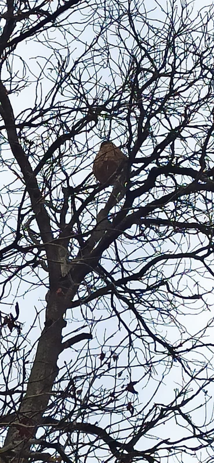 Photo du signalement #501