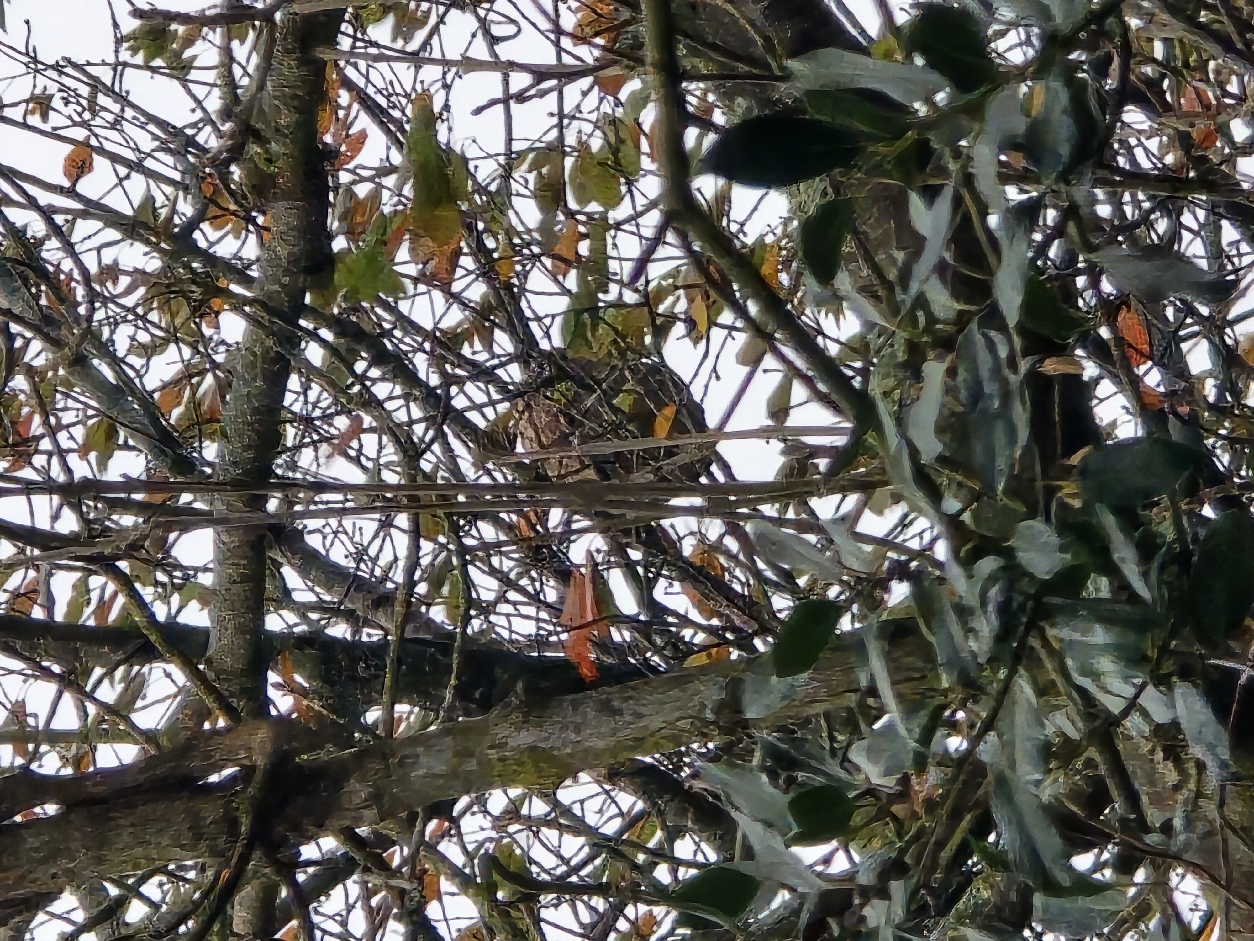 Photo du nid de frelon asiatique signalé à Reux