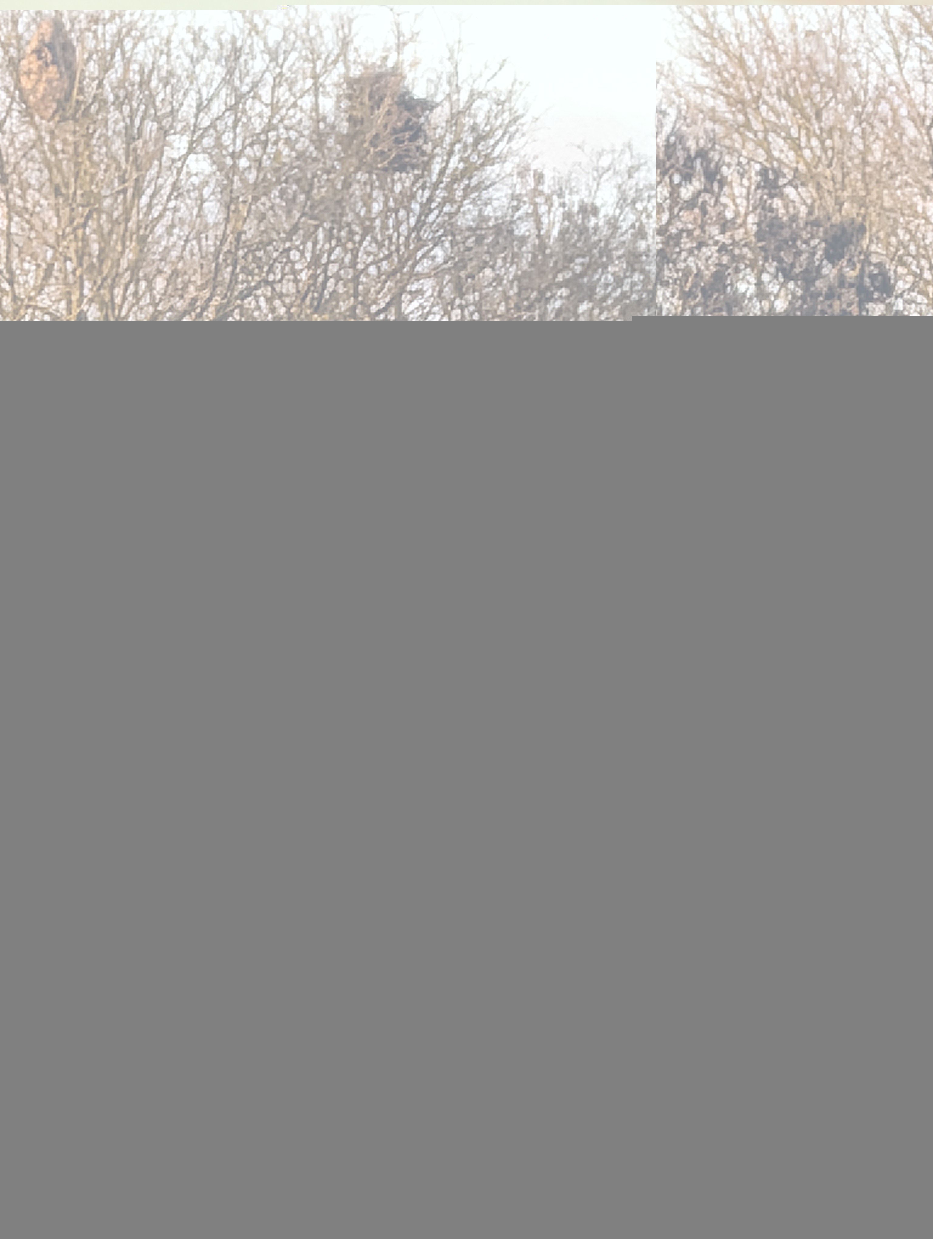 Photo du nid de frelon asiatique signalé à Coulon