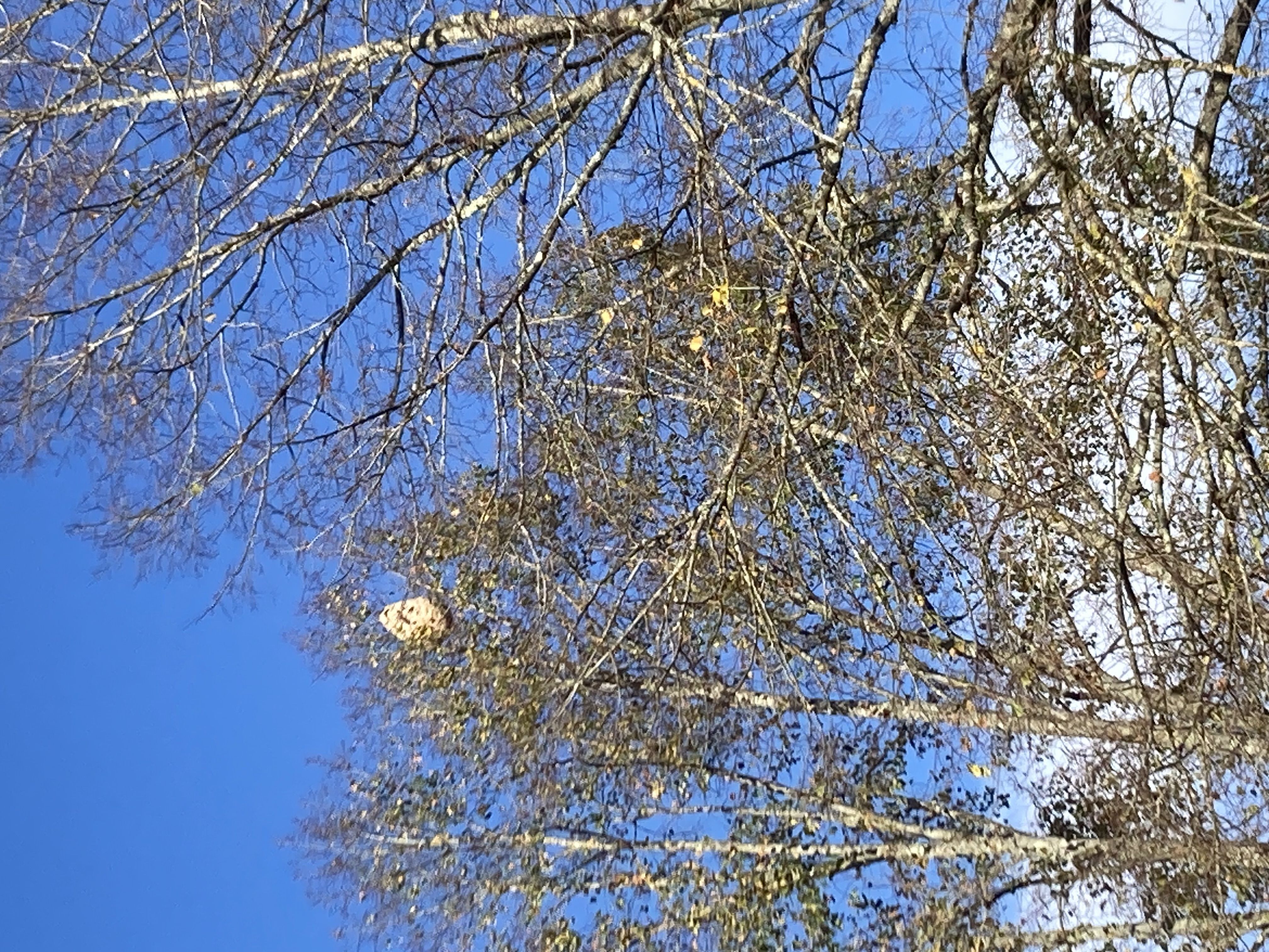 Photo du signalement #516