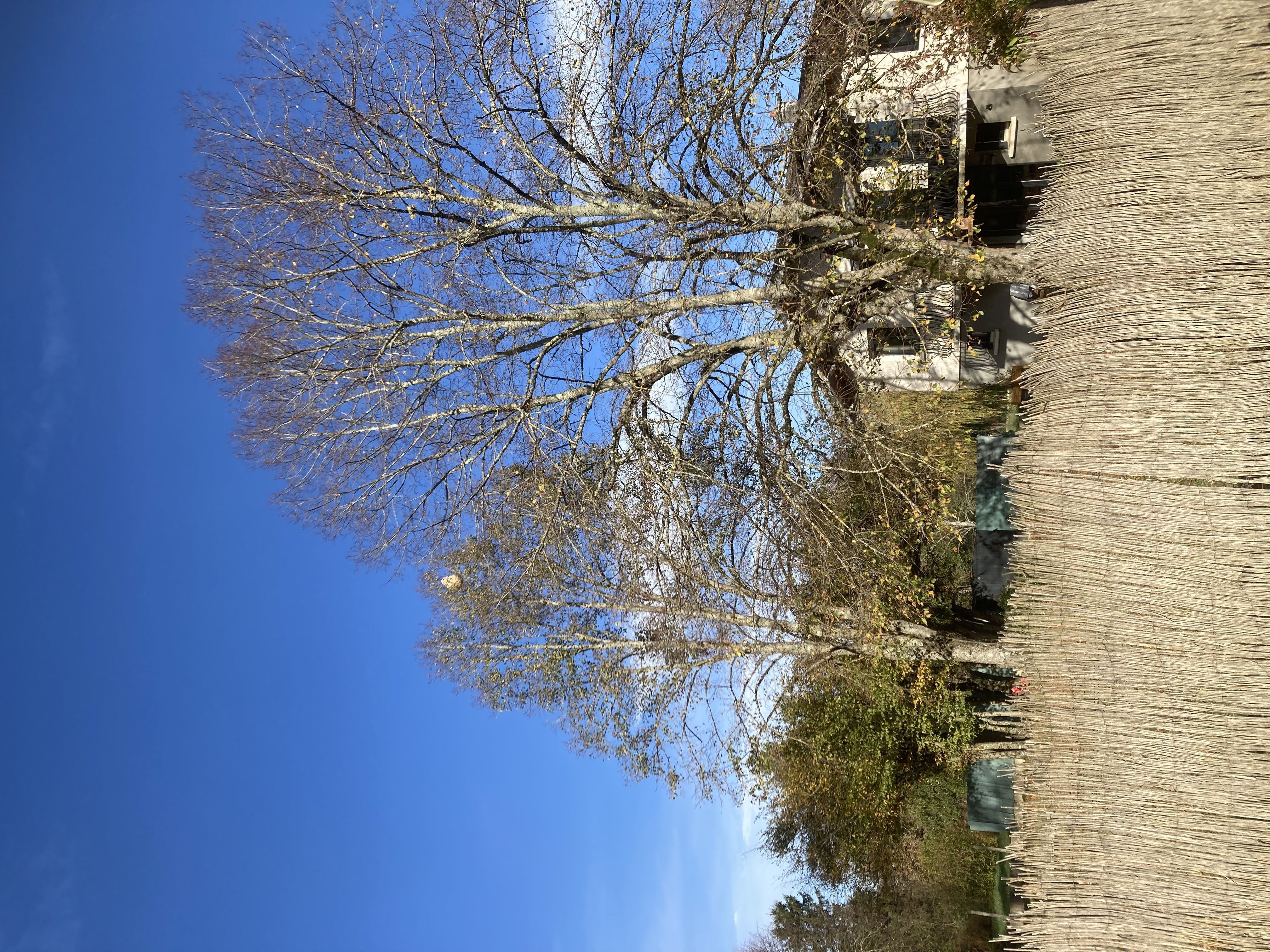 Photo du nid de frelon asiatique signalé à Peschadoires