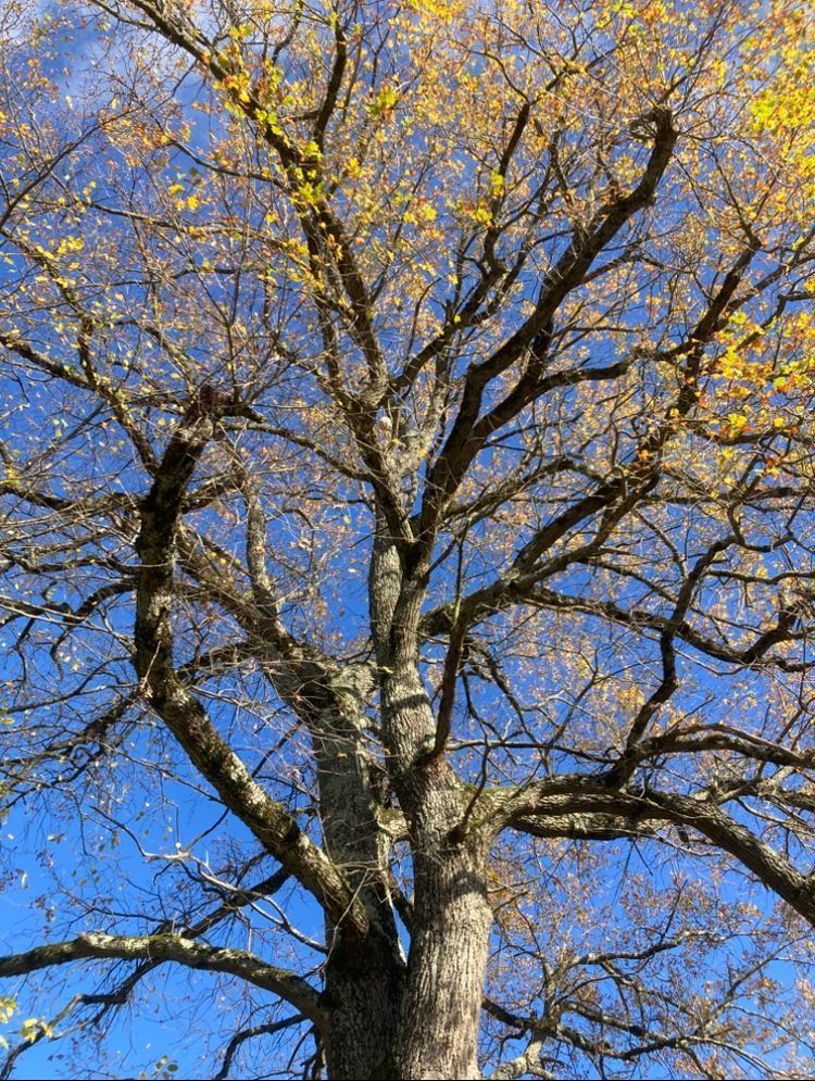 Photo du nid de frelon asiatique signalé à Peschadoires