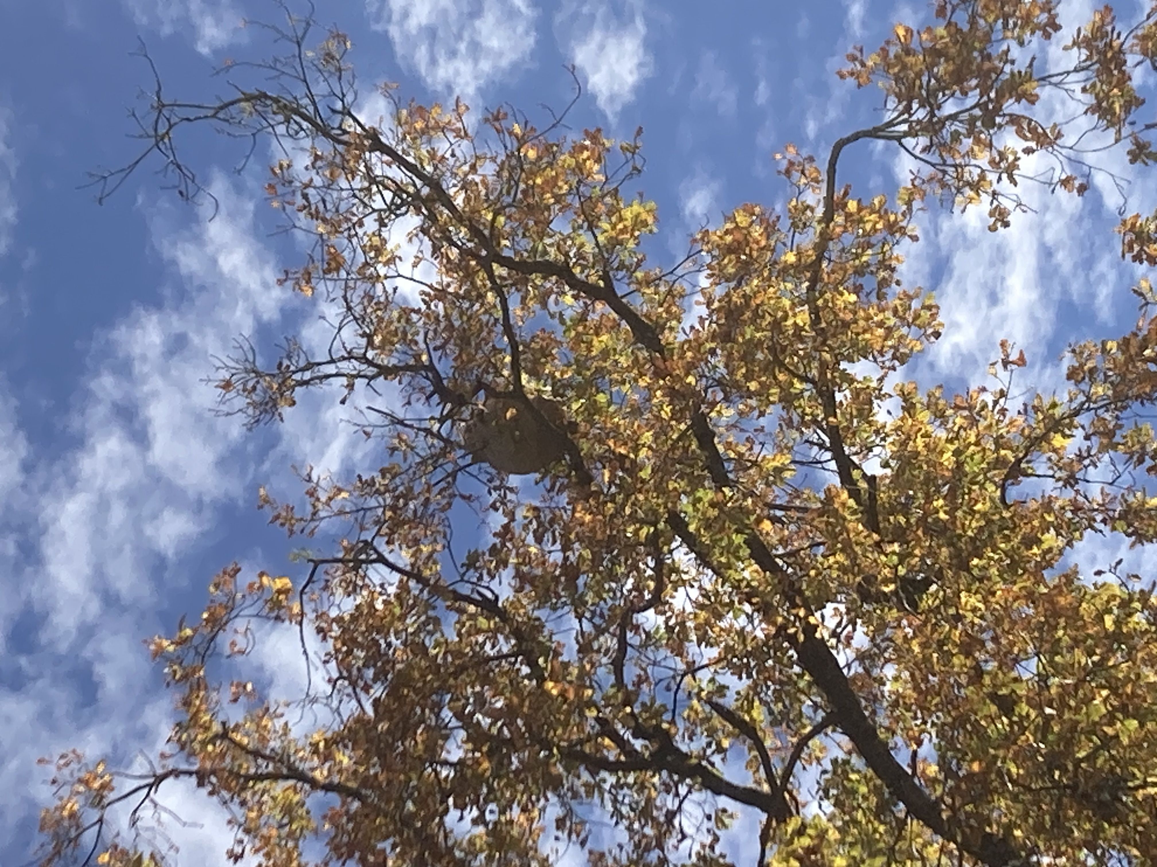 Photo du signalement #518