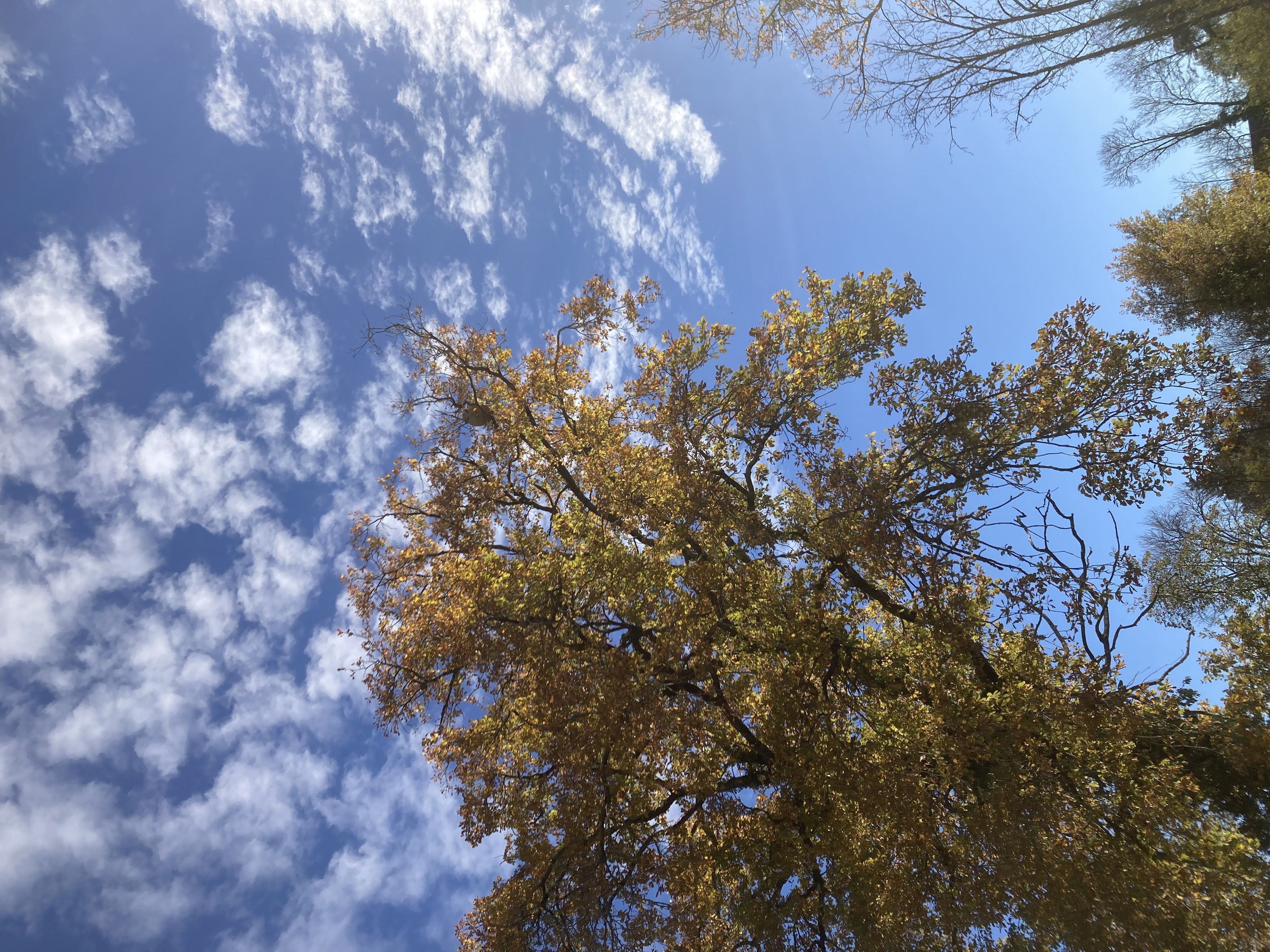 Photo du nid de frelon asiatique signalé à Peschadoires