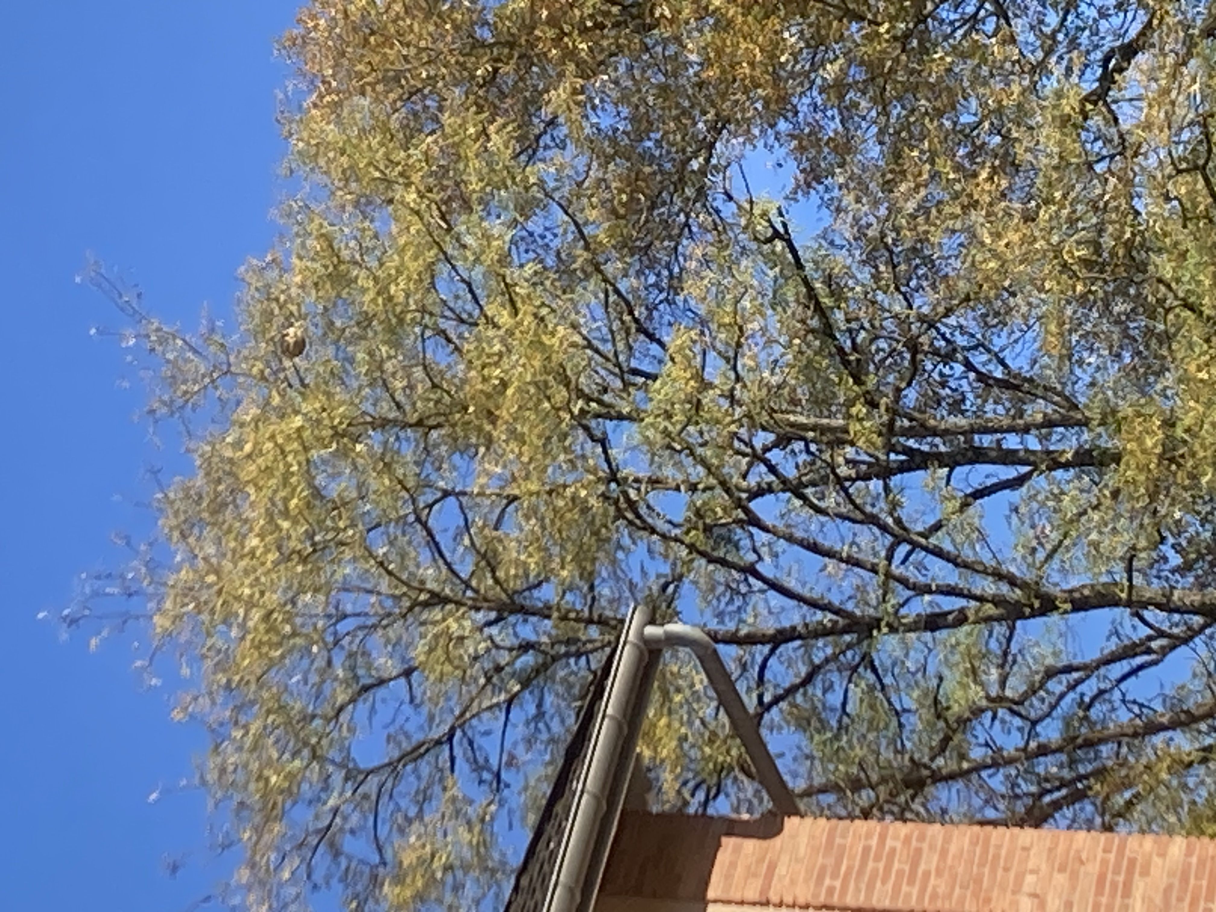 Photo du signalement #519