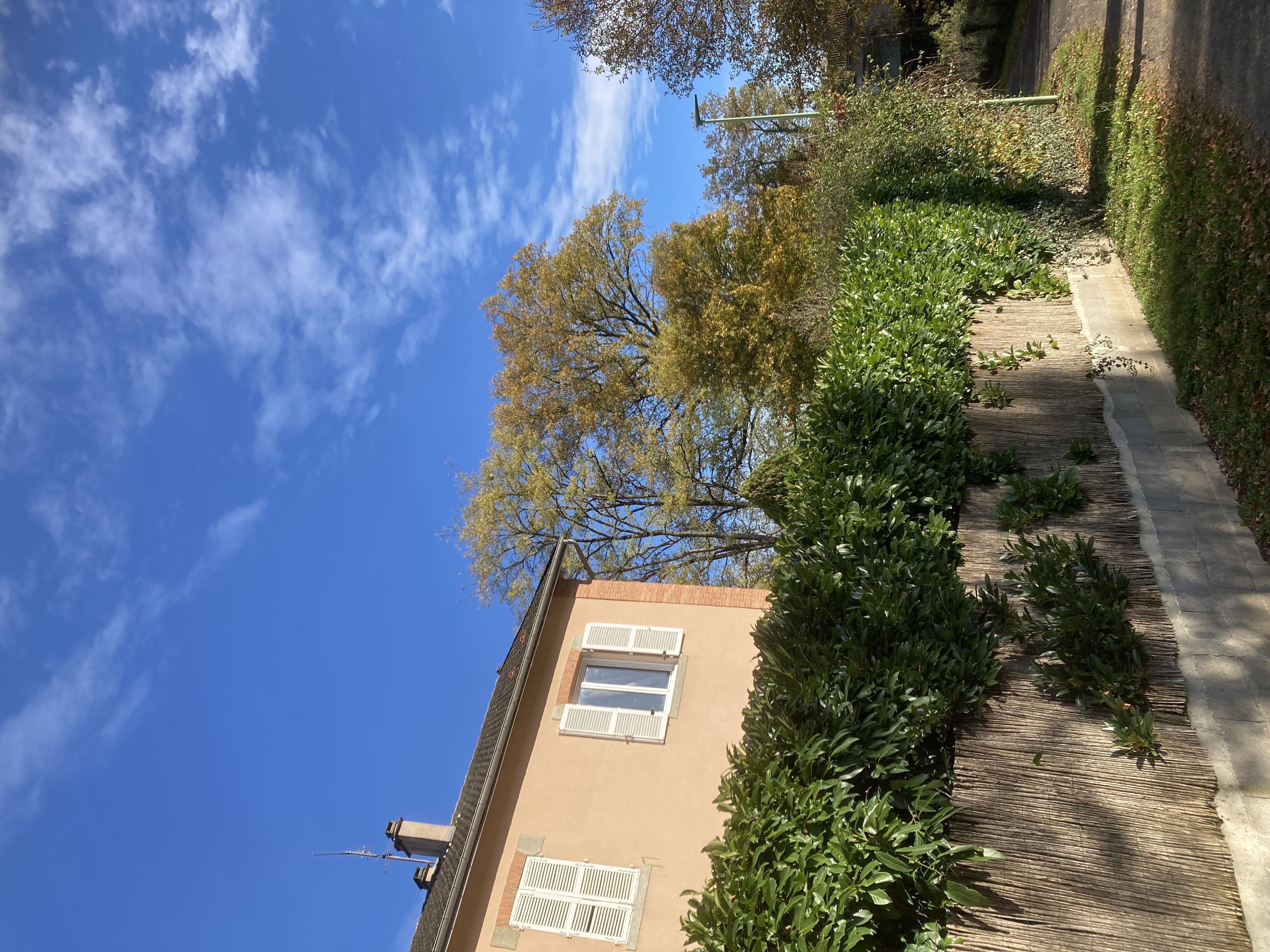 Photo du nid de frelon asiatique signalé à Peschadoires