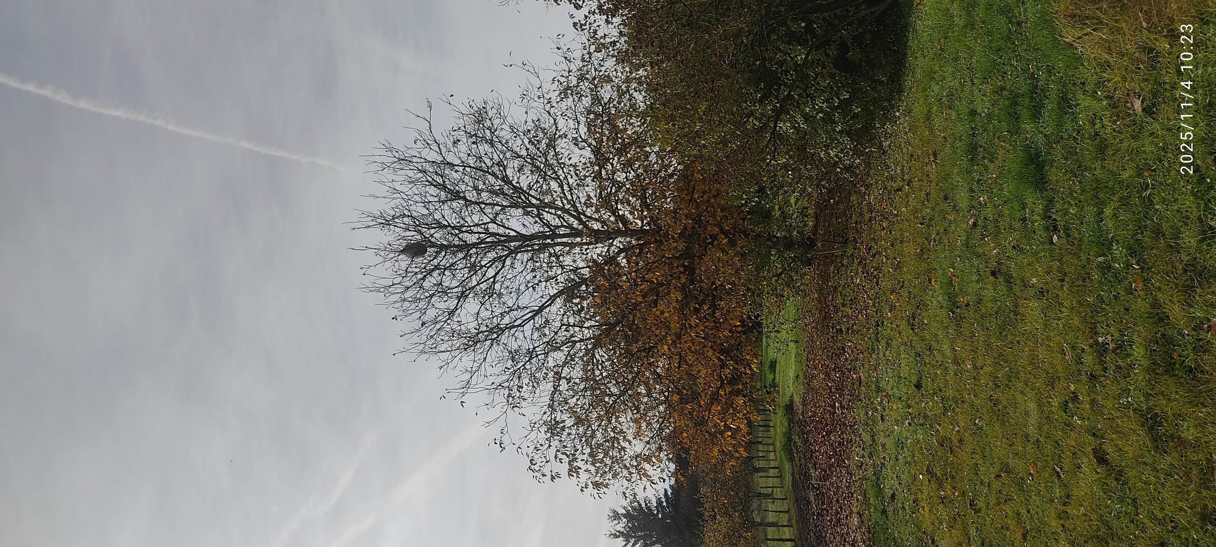 Photo du nid de frelon asiatique signalé à Villiers-sous-Grez
