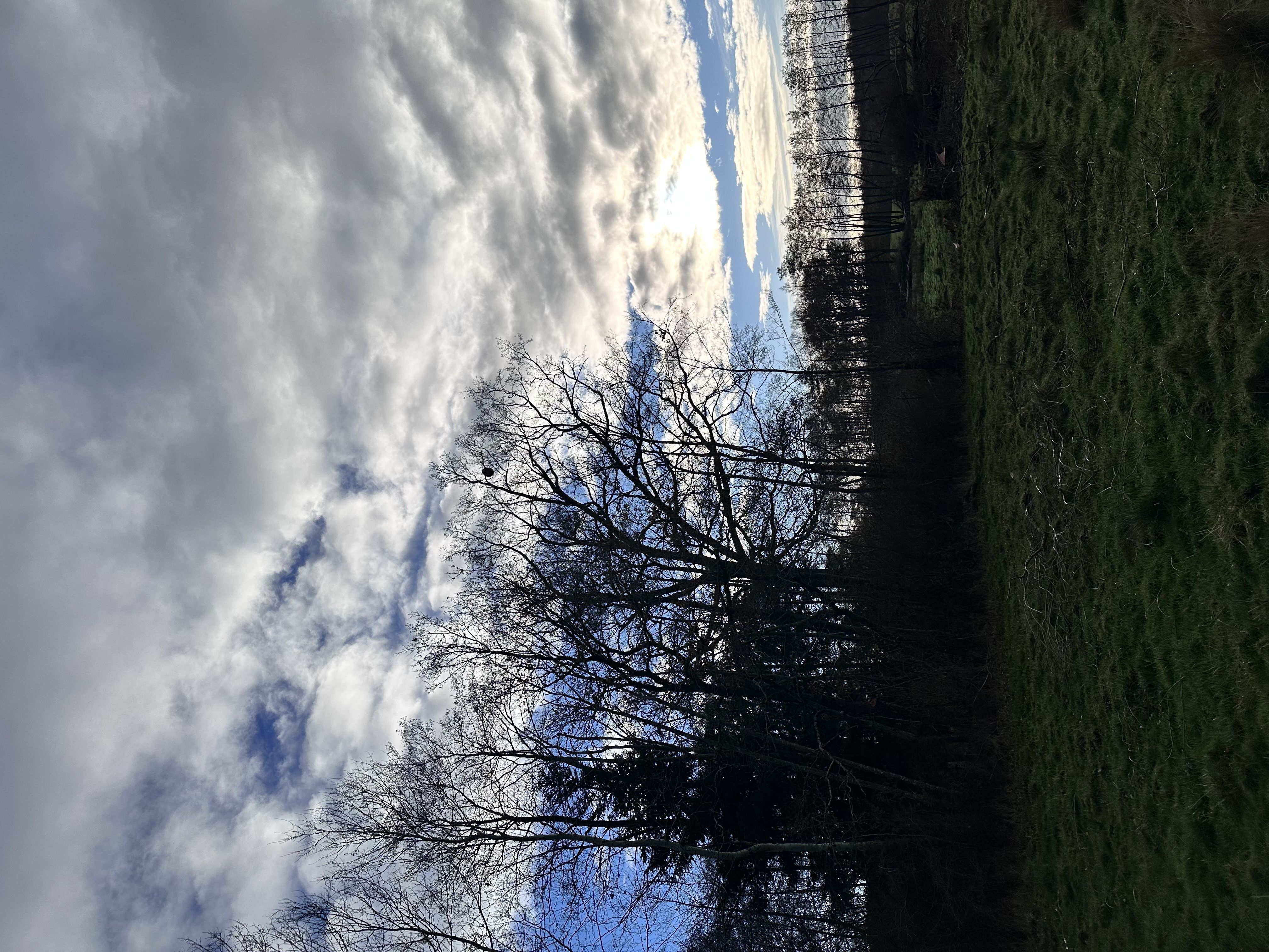 Photo du nid de frelon asiatique signalé à Frémonville