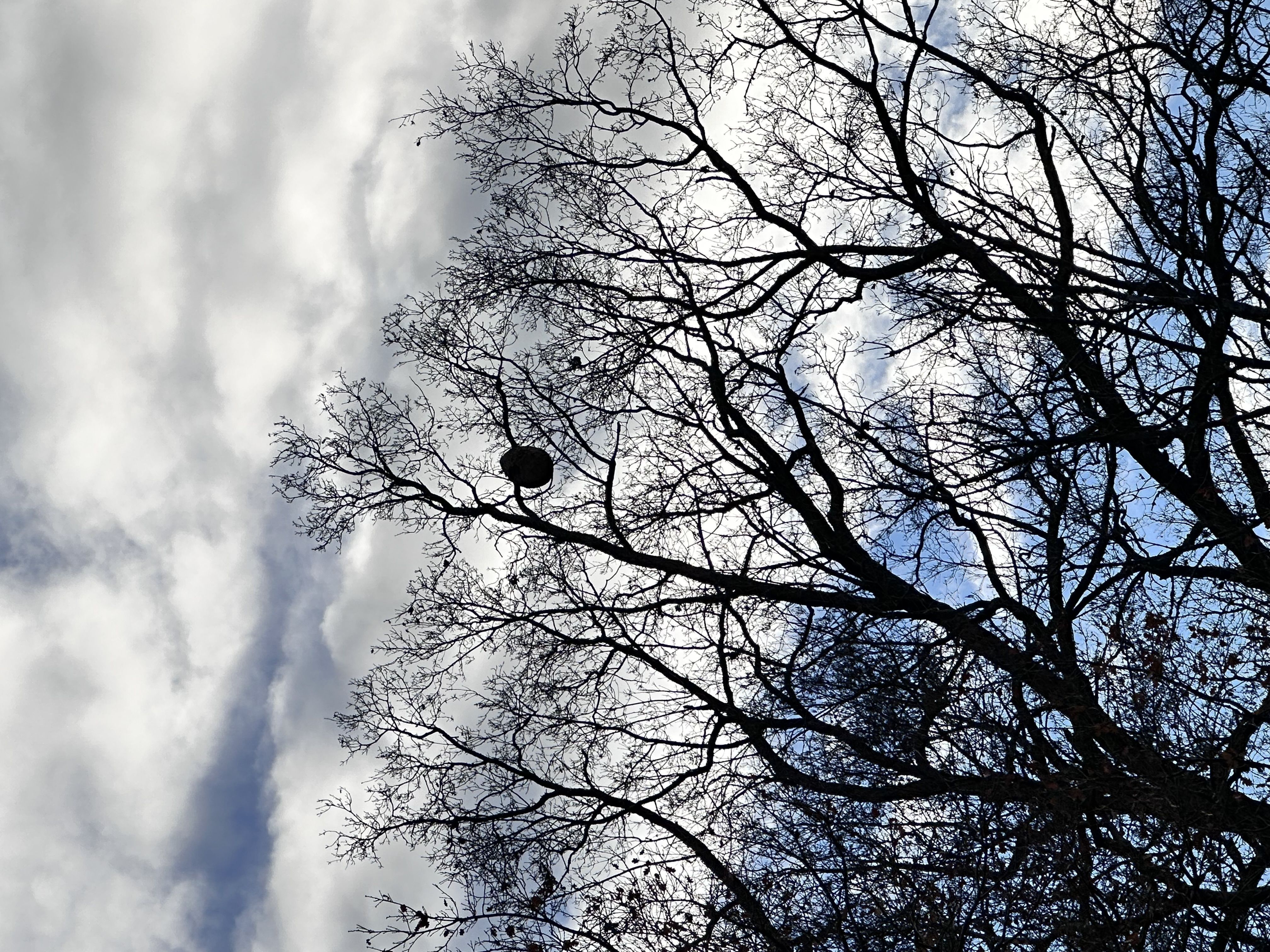 Photo du signalement #525