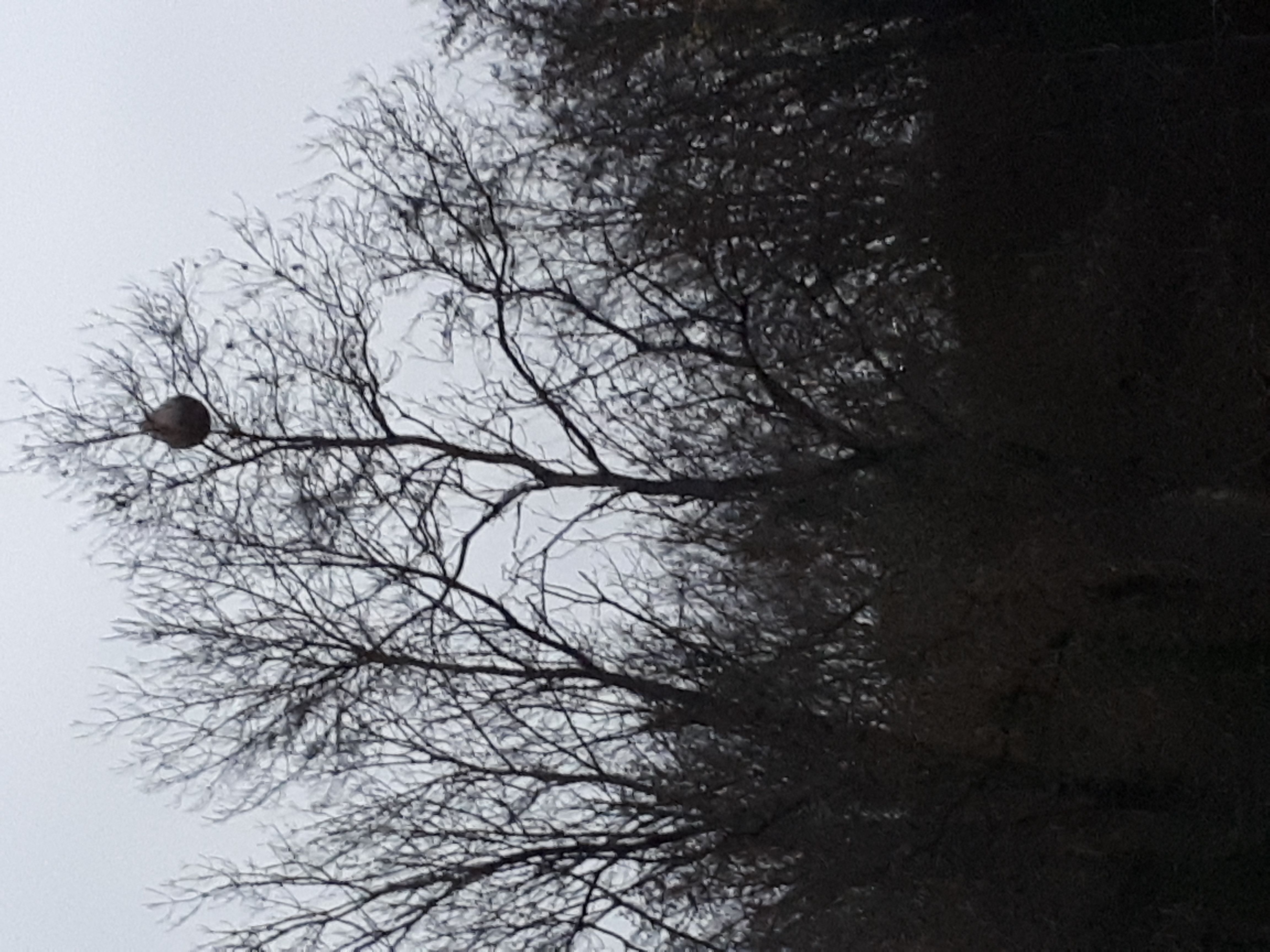 Photo du signalement #526