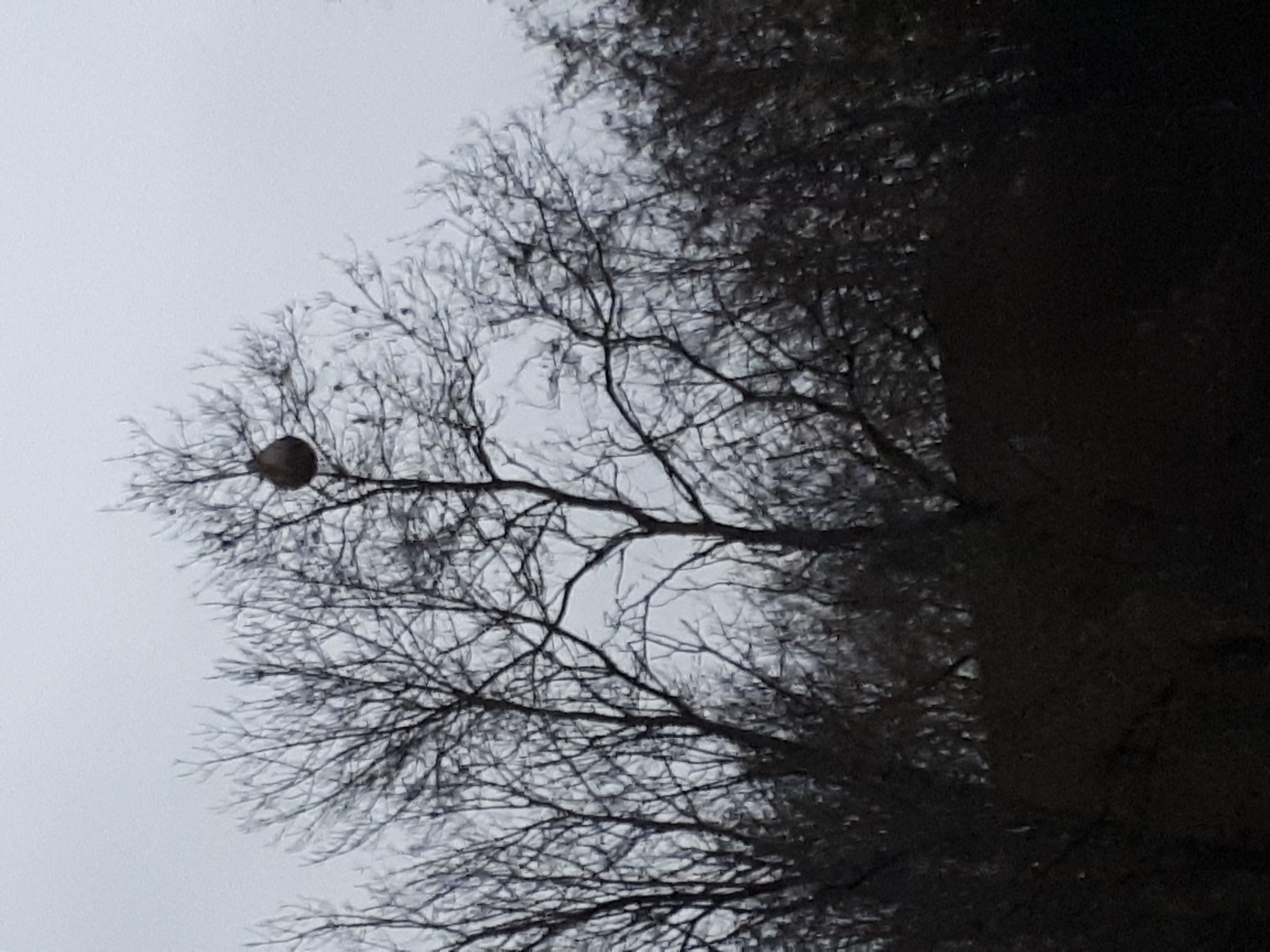 Photo du nid de frelon asiatique signalé à La Salle