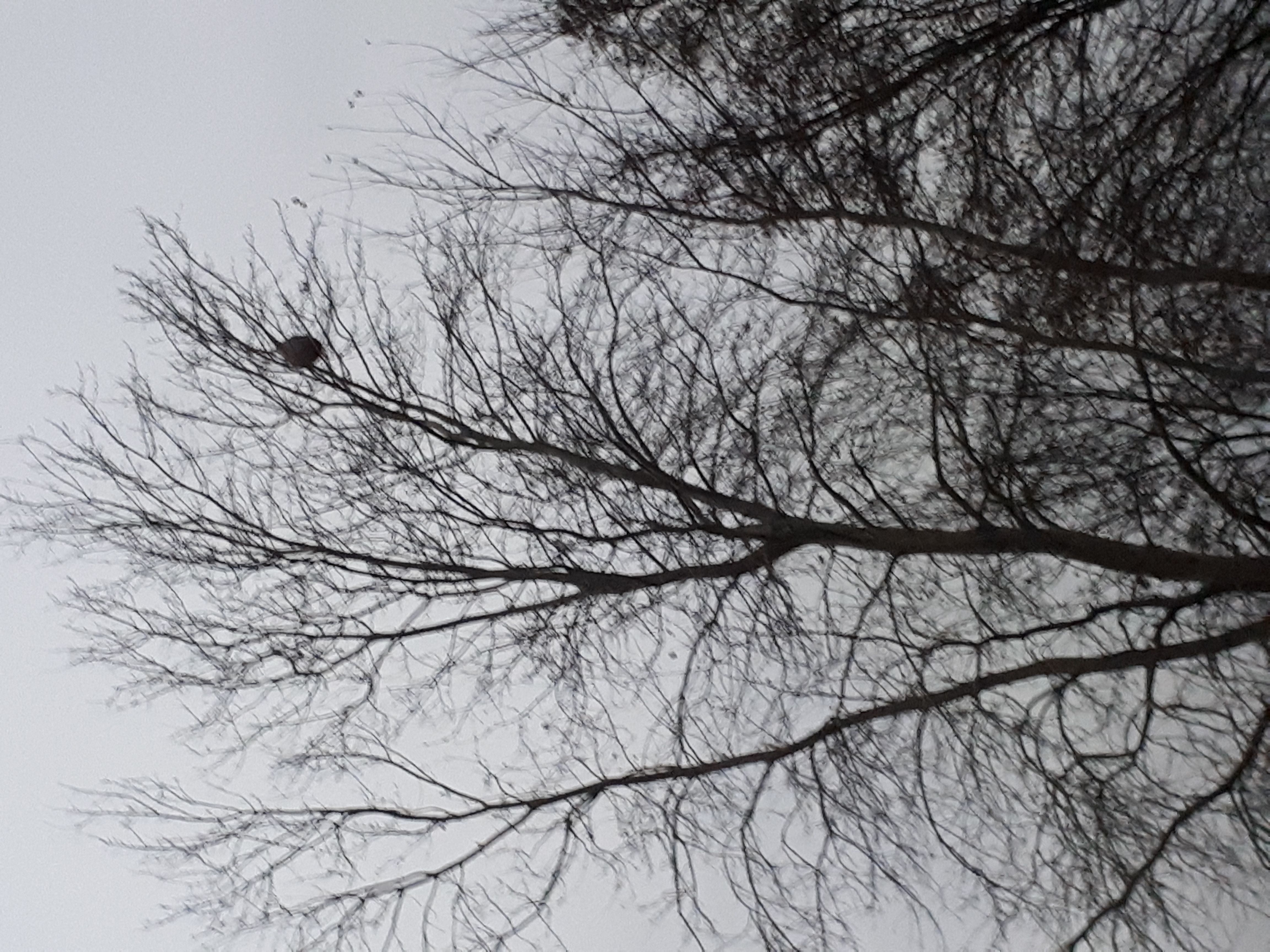 Photo du nid de frelon asiatique signalé à La Salle