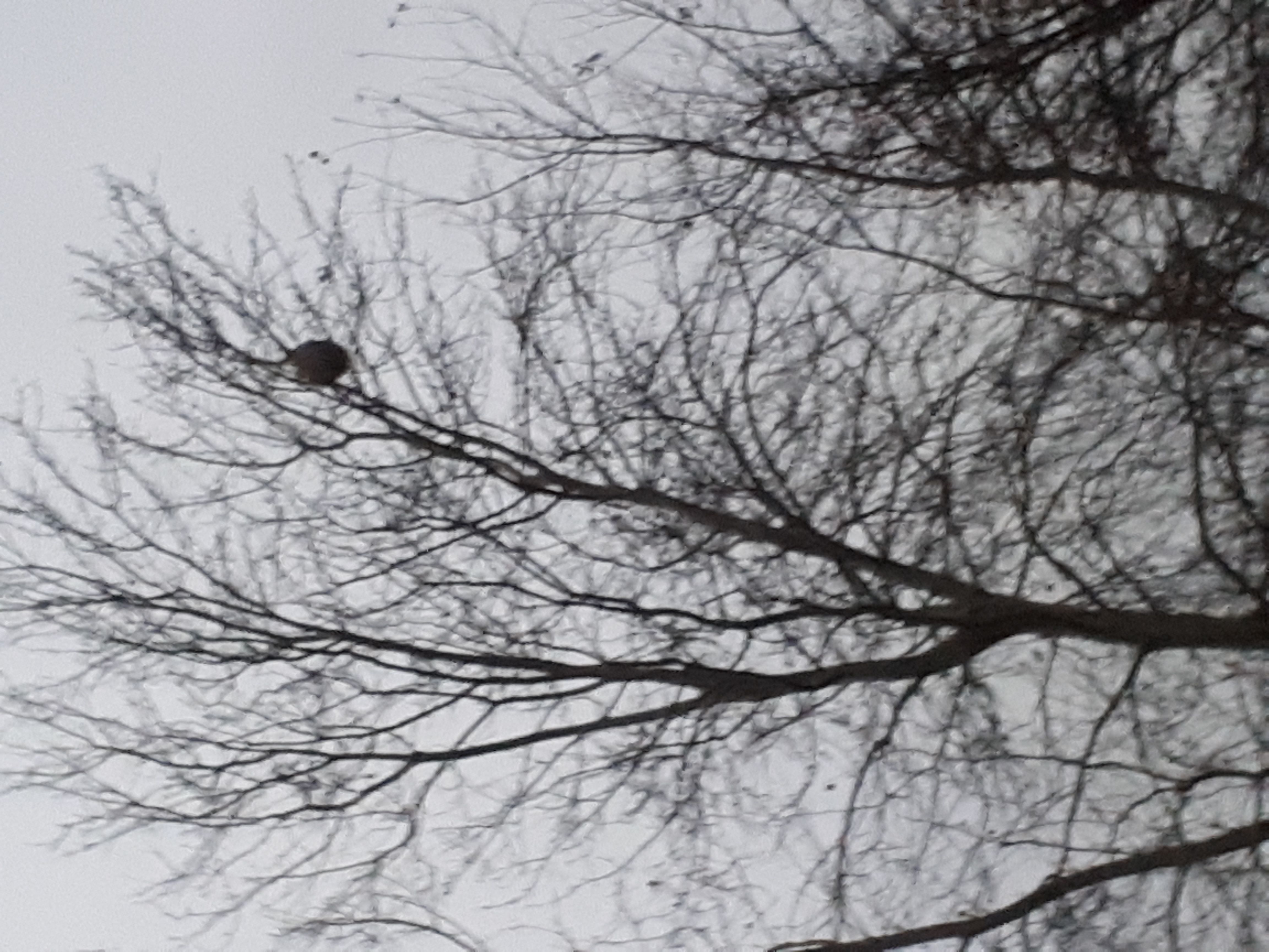 Photo du signalement #527