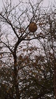 Photo du signalement #529