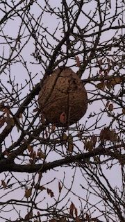 Photo du nid de frelon asiatique signalé à Tourville-la-Campagne