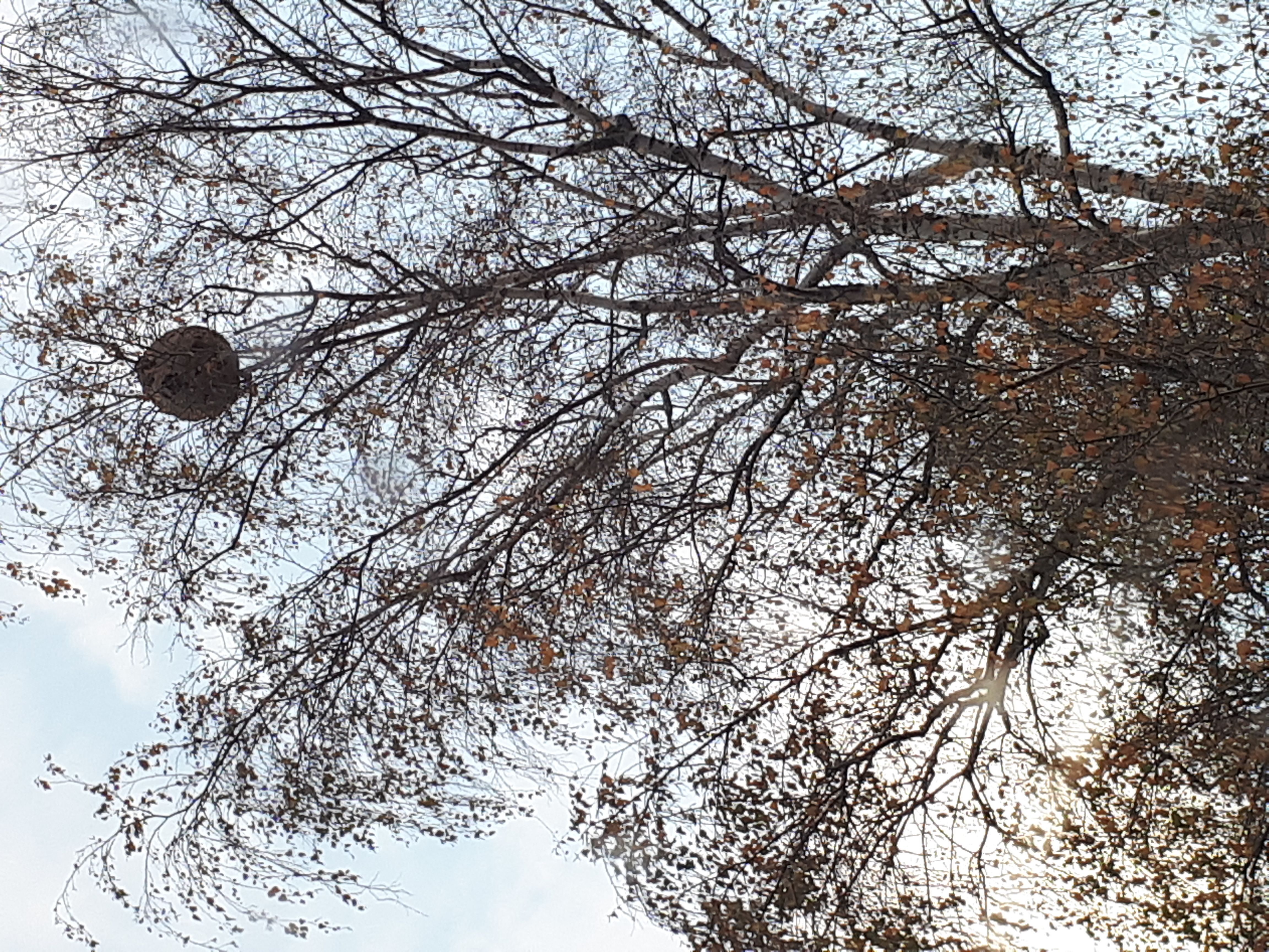 Photo du nid de frelon asiatique signalé à Charbonnières