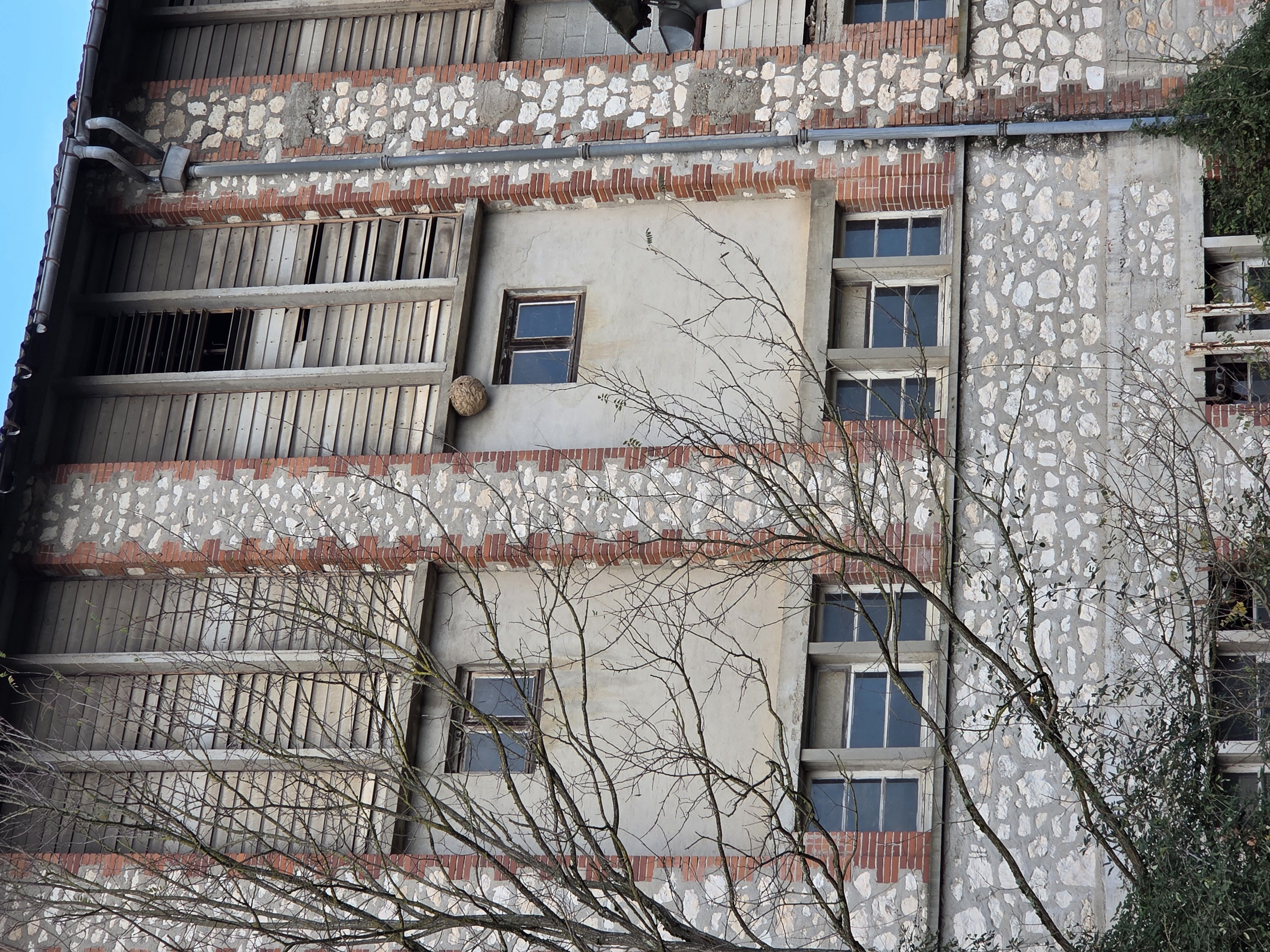 Photo du nid de frelon asiatique signalé à Graulhet