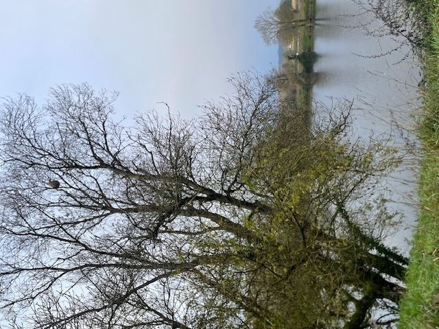 Photo du nid de frelon asiatique signalé à Châtellerault