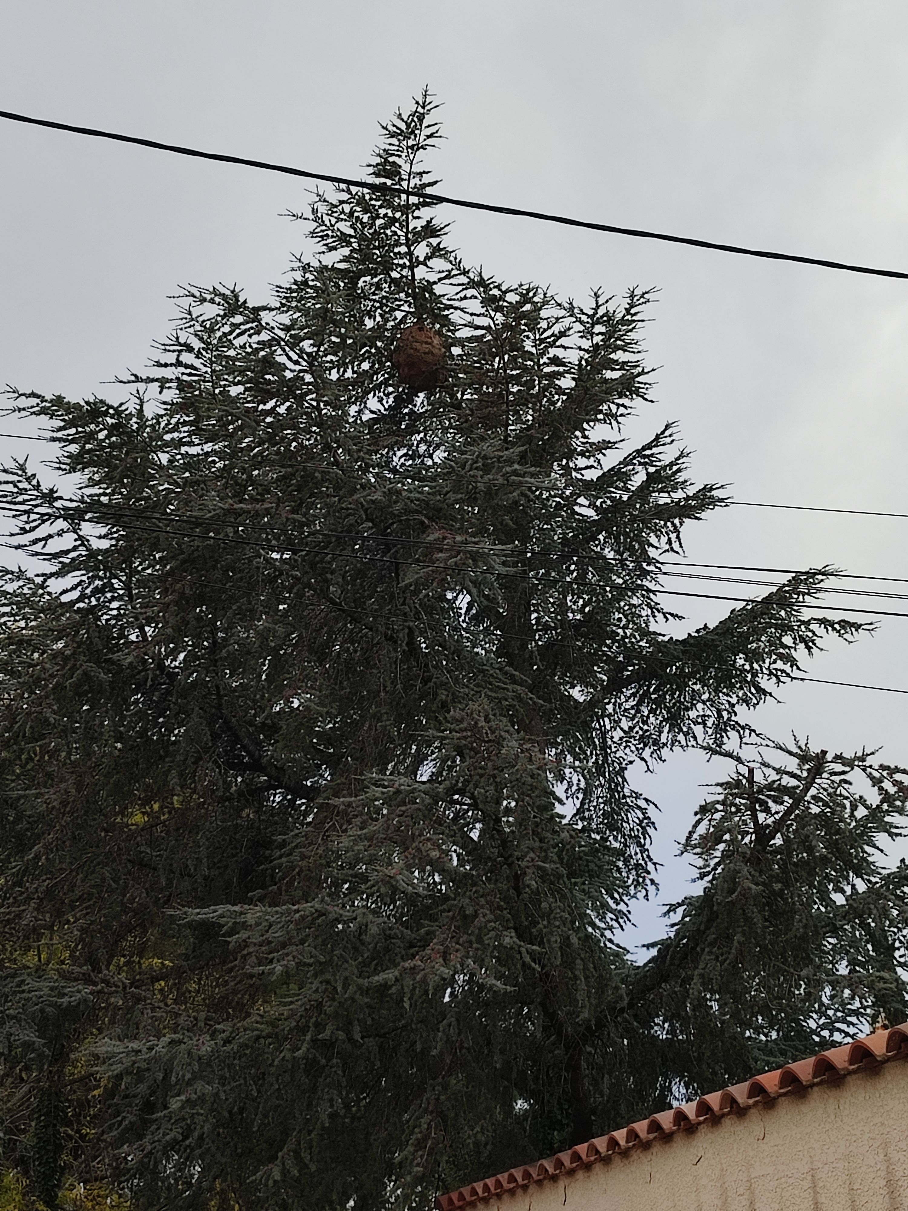 Photo du nid de frelon asiatique signalé à Canet