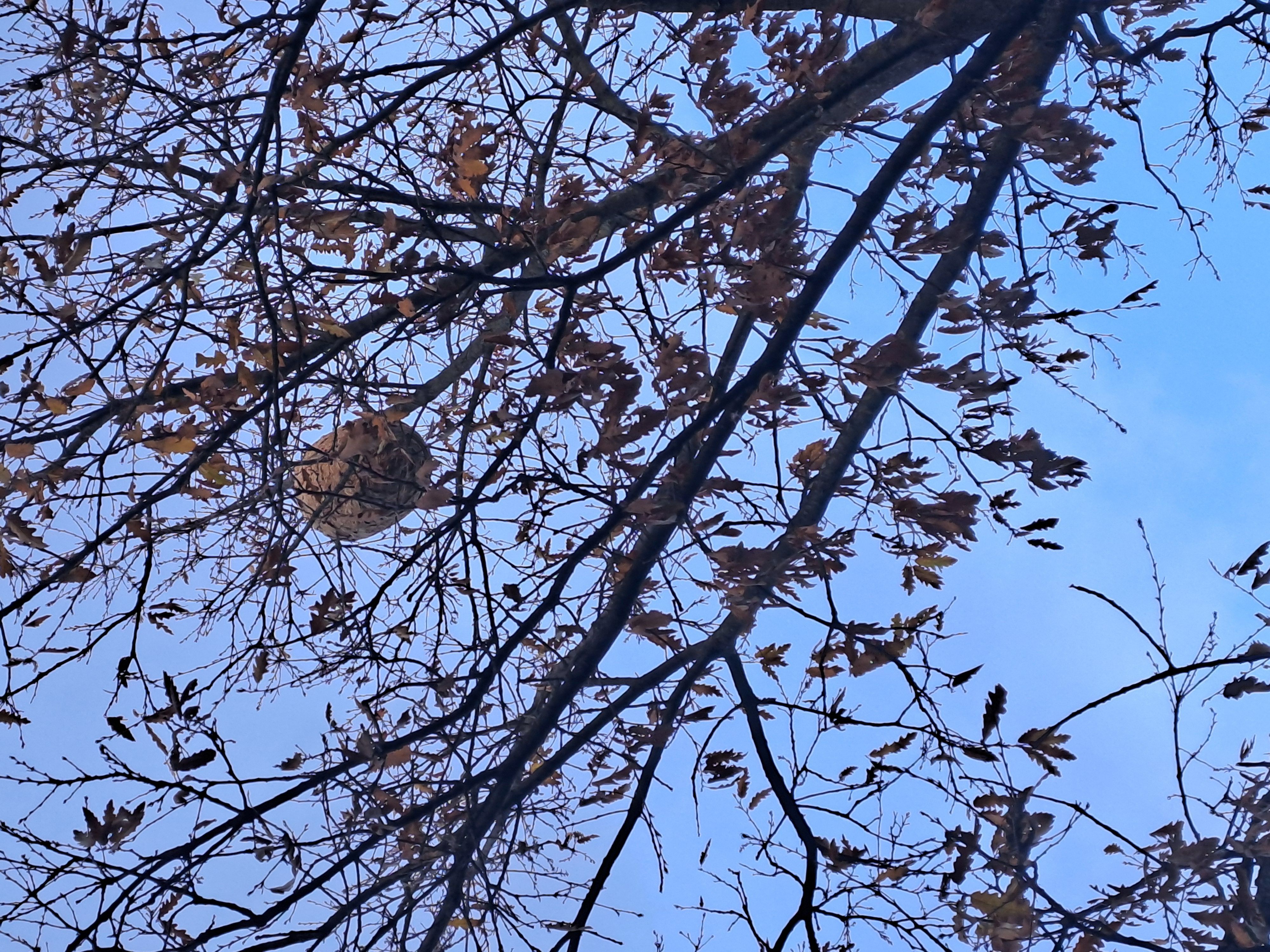 Photo du signalement #538