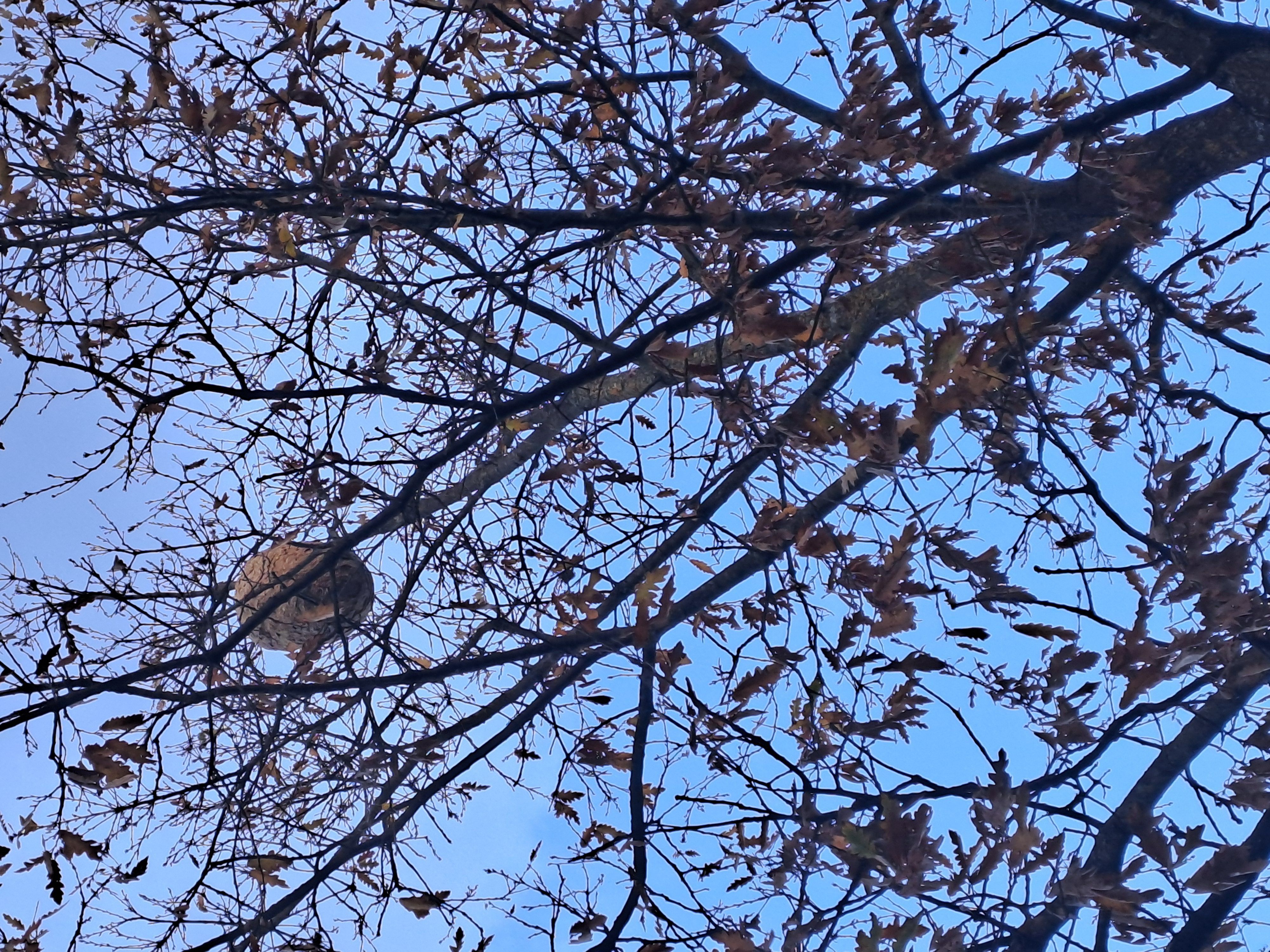 Photo du signalement #538