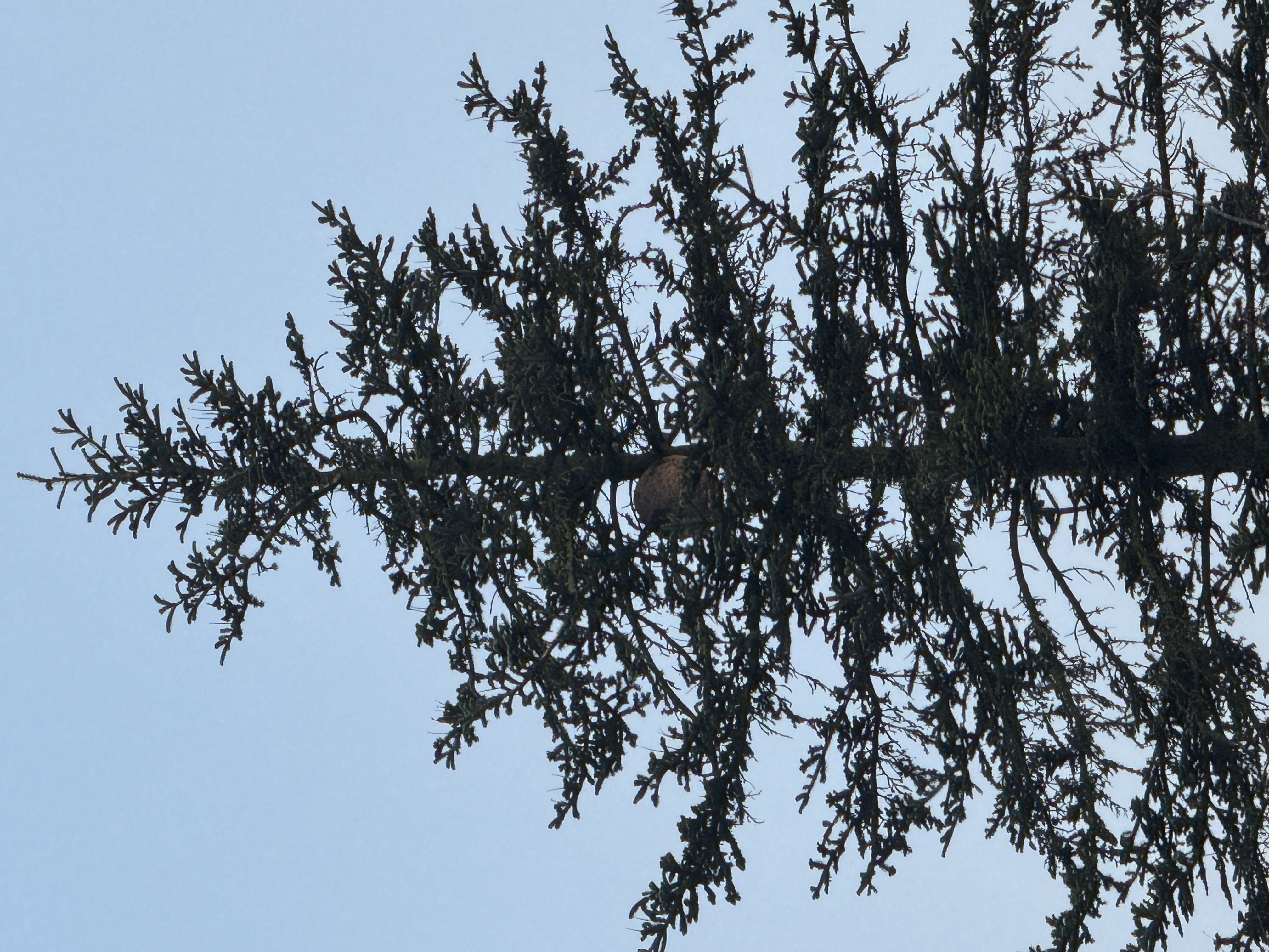Photo du nid de frelon asiatique signalé à Villeneuve-d'Ascq