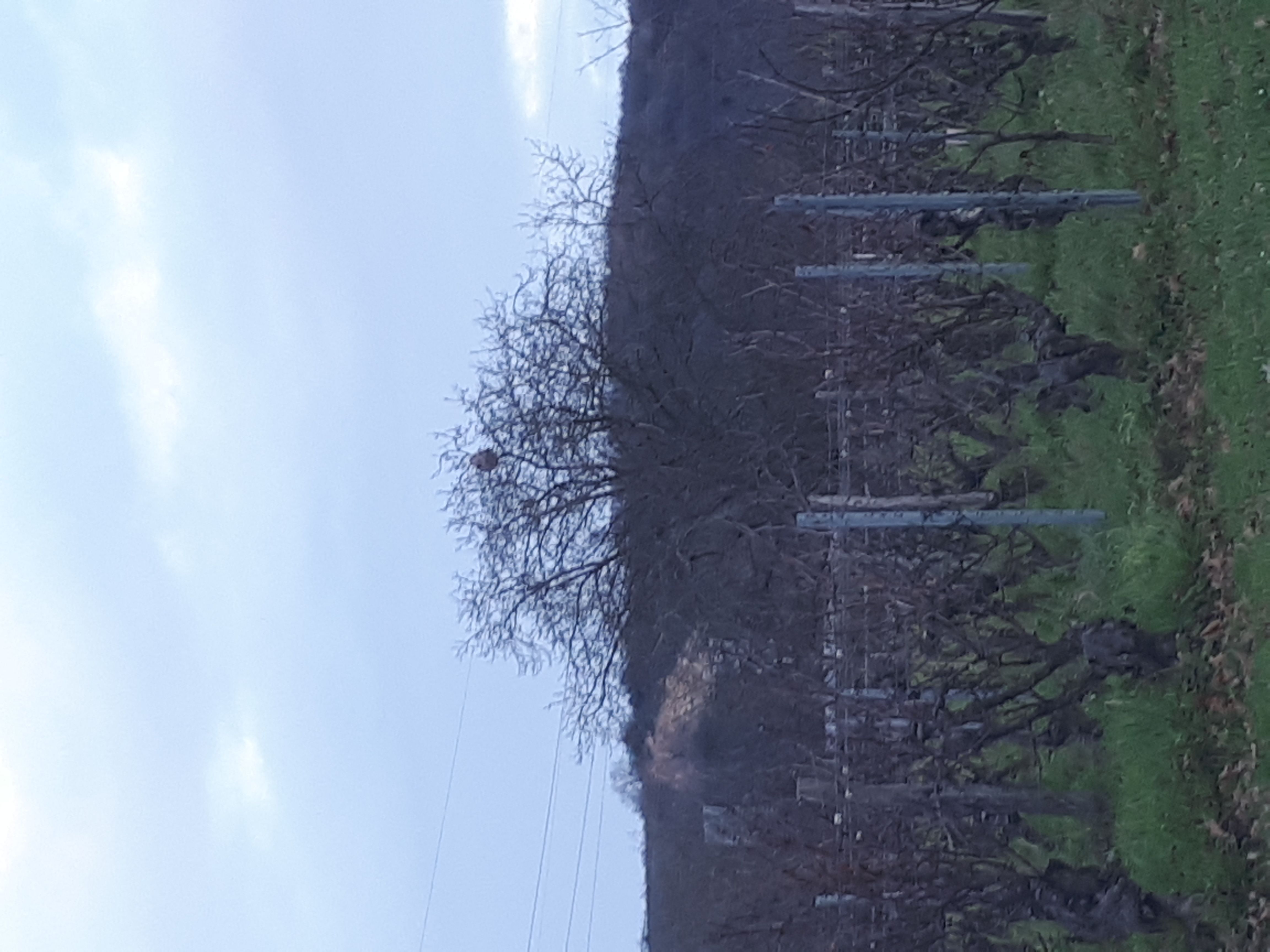Photo du nid de frelon asiatique signalé à Saint-Martin-Belle-Roche
