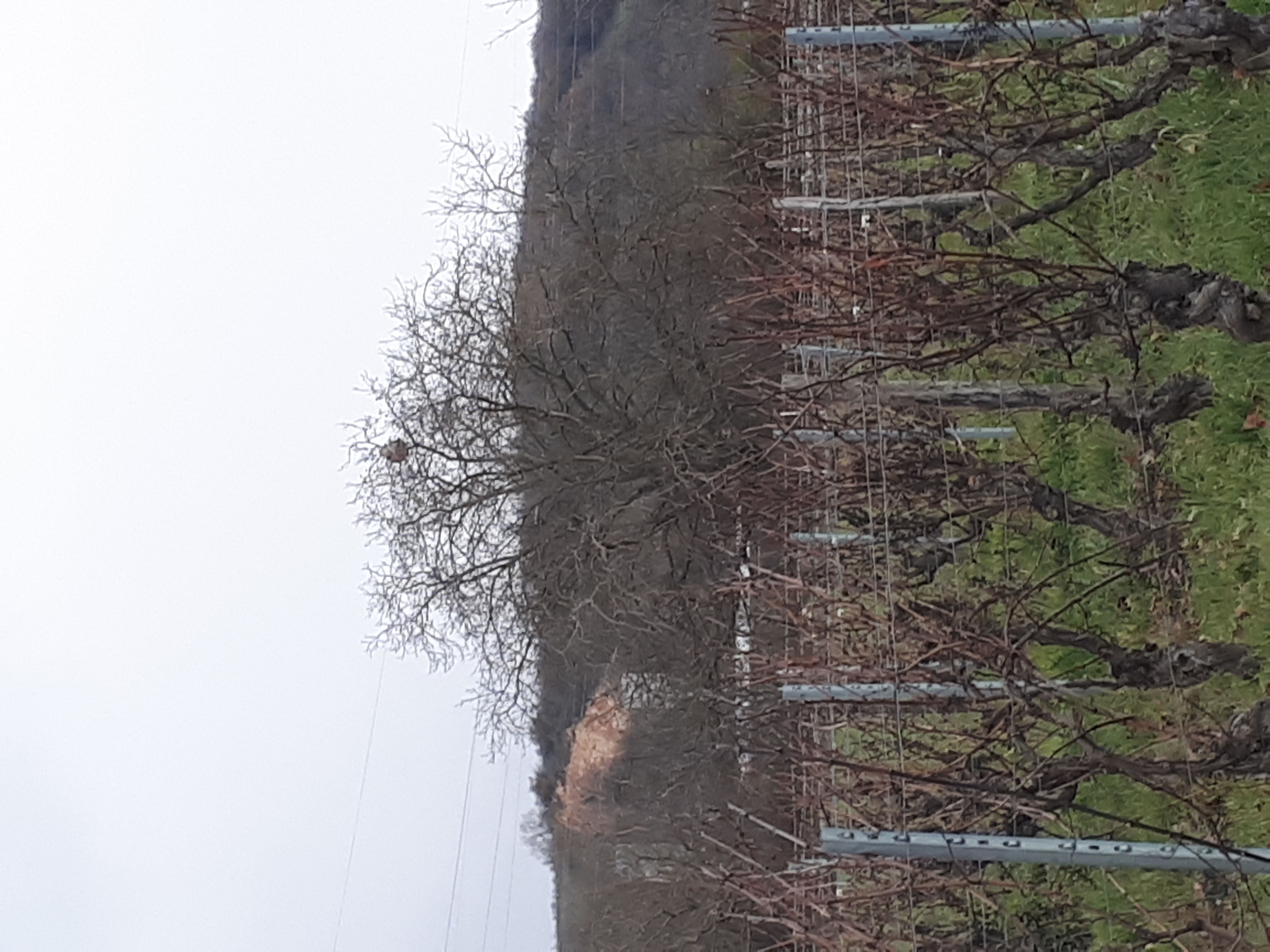 Photo du signalement #541