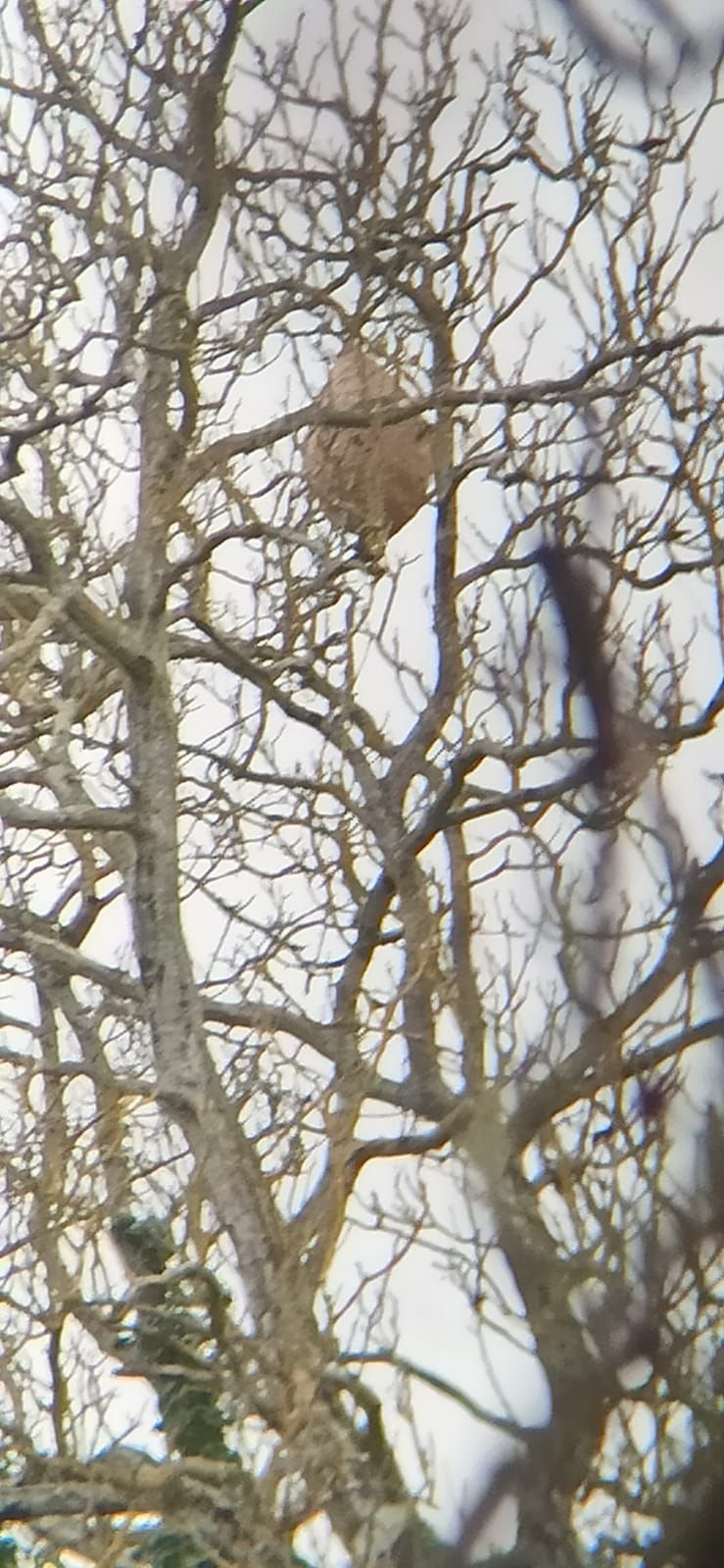 Photo du nid de frelon asiatique signalé à Migné-Auxances