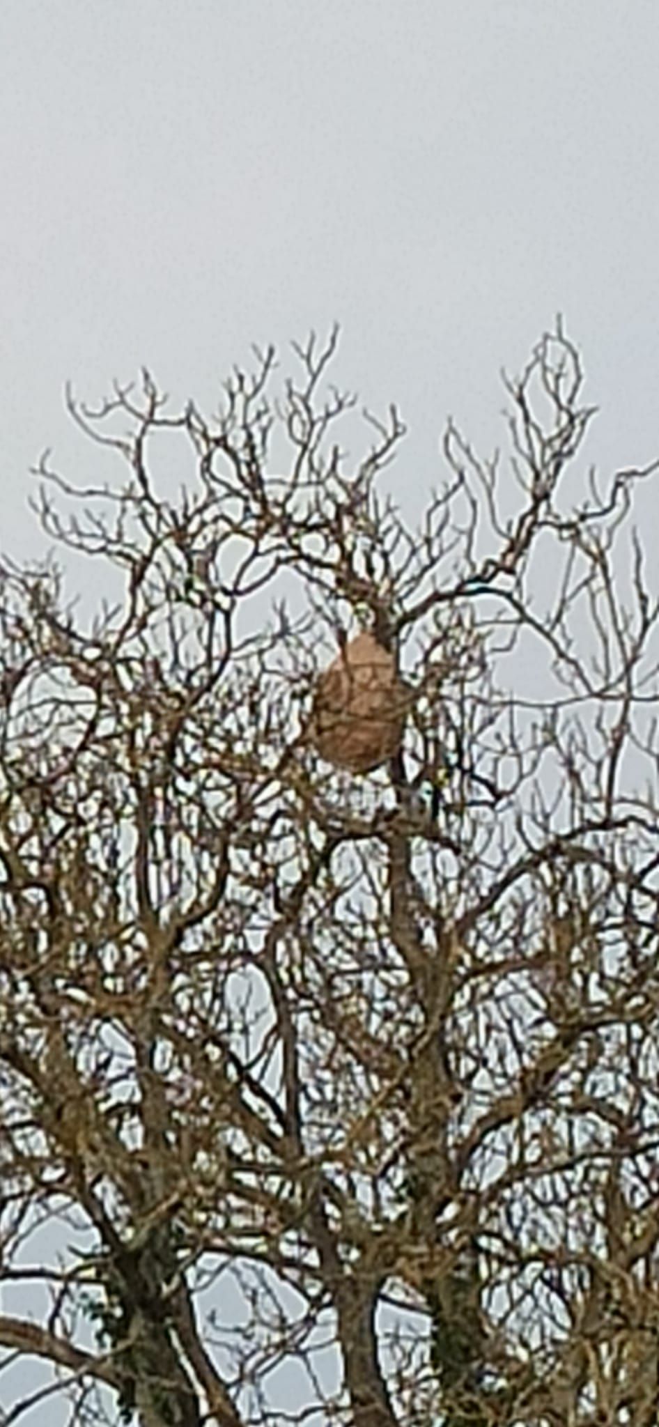 Photo du signalement #542