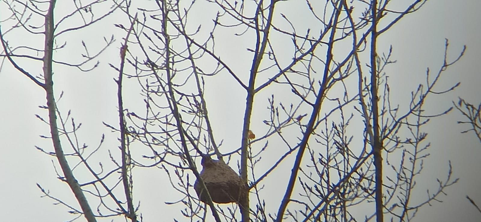 Photo du nid de frelon asiatique signalé à Migné-Auxances