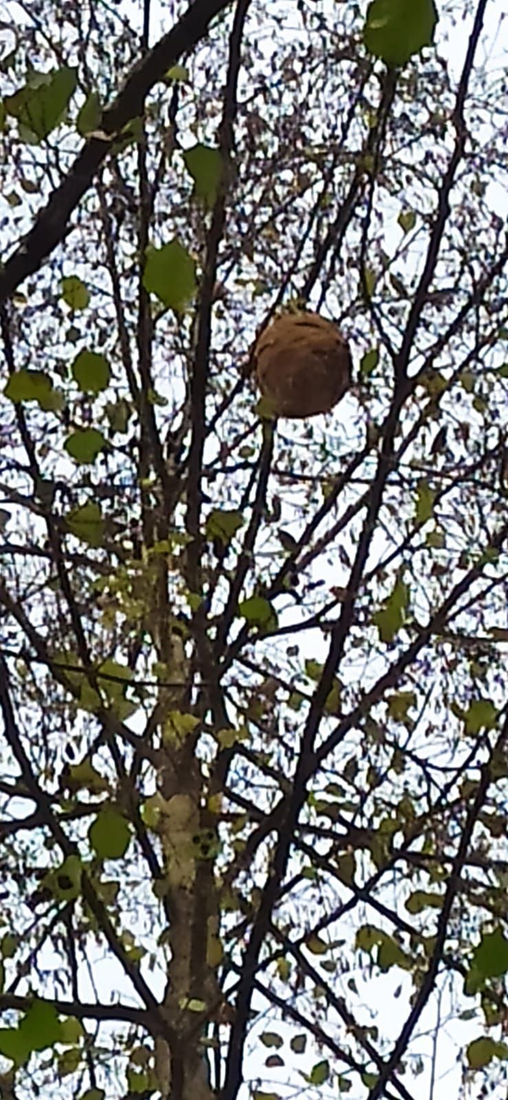 Photo du nid de frelon asiatique signalé à Migné-Auxances