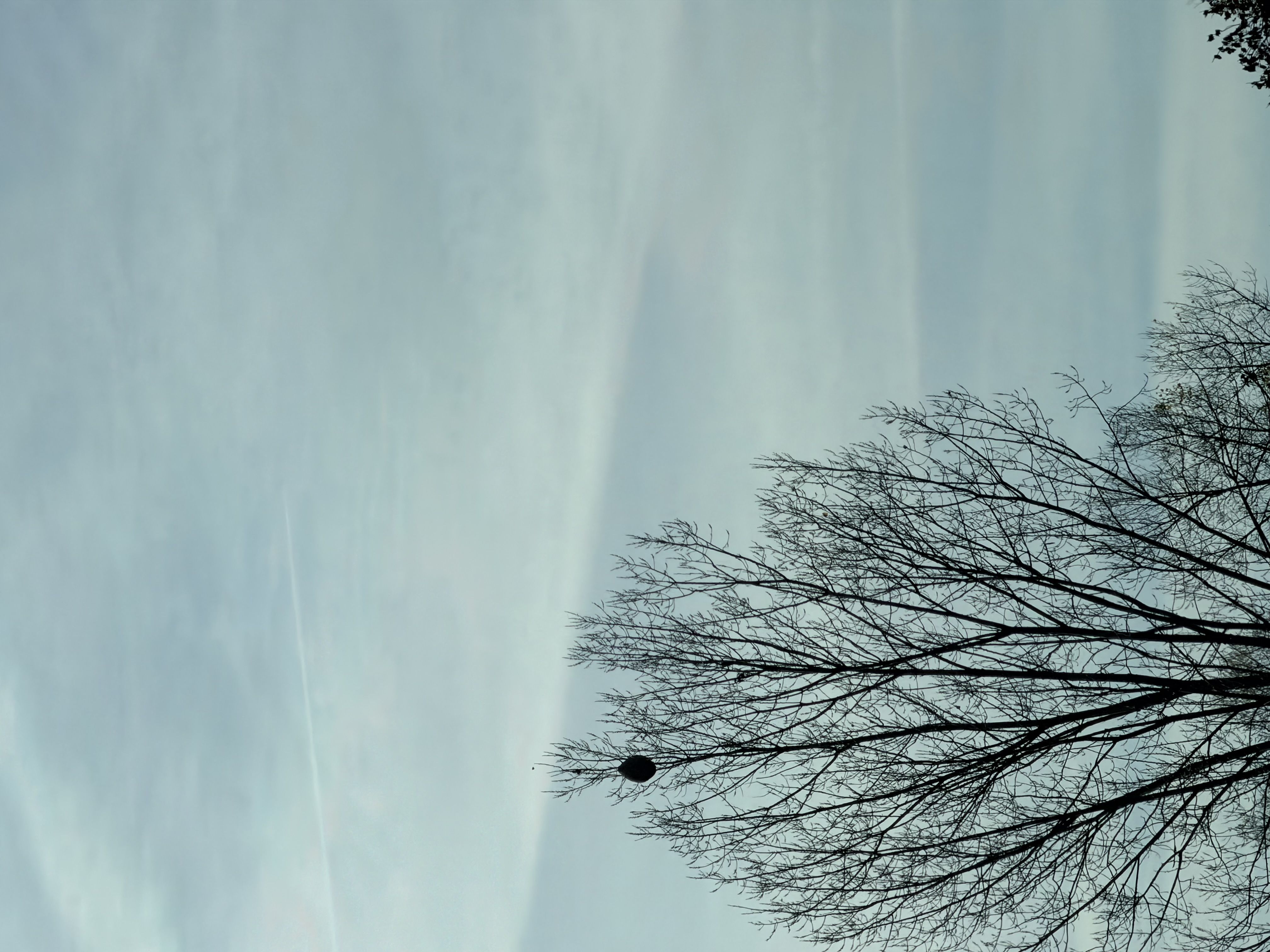 Photo du nid de frelon asiatique signalé à Bellignat