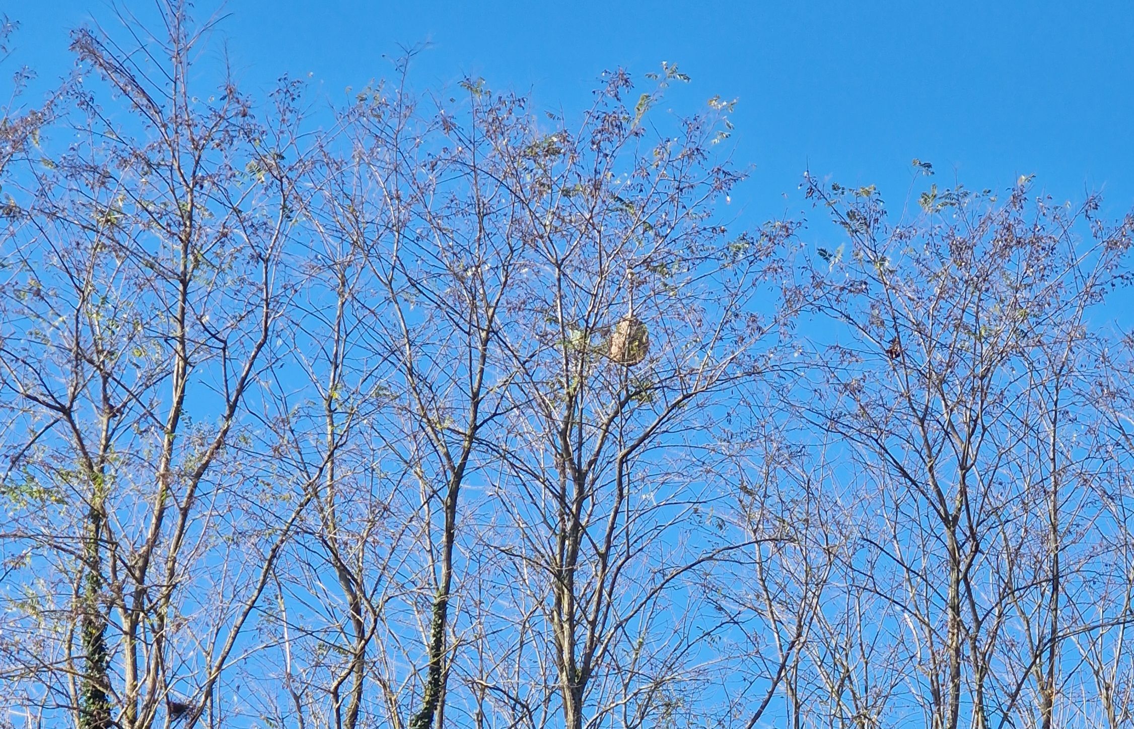 Photo du nid de frelon asiatique signalé à Niort