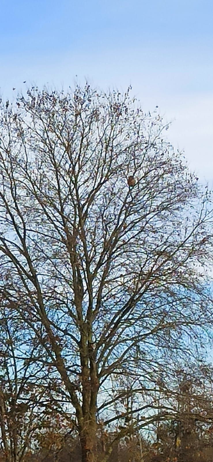 Photo du nid de frelon asiatique signalé à Chasseneuil-du-Poitou