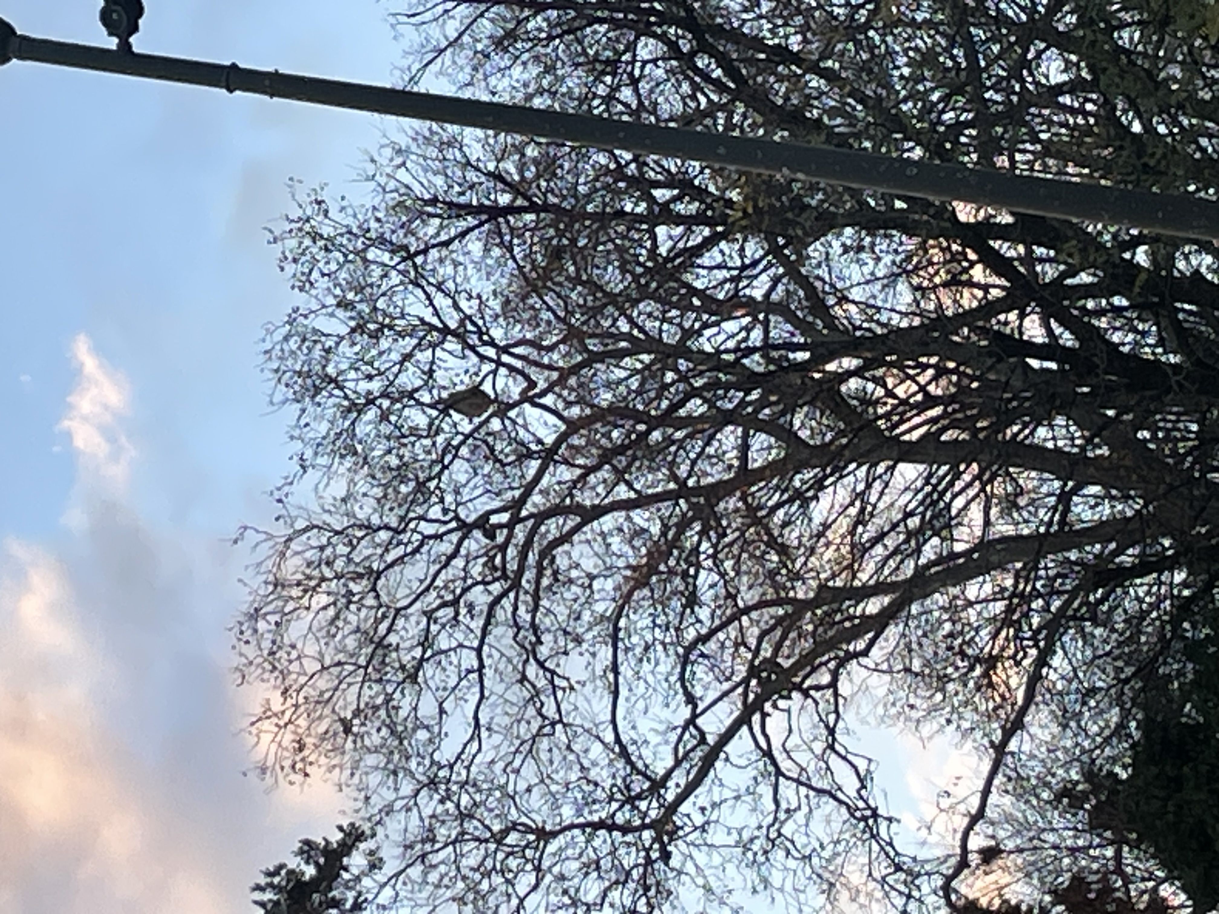 Photo du signalement #553