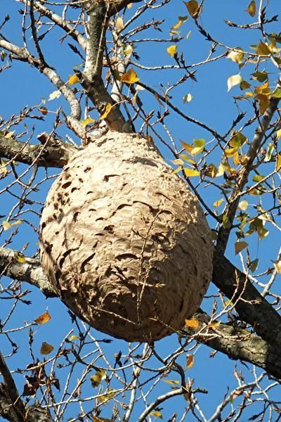 Photo du nid de frelon asiatique signalé à Antony