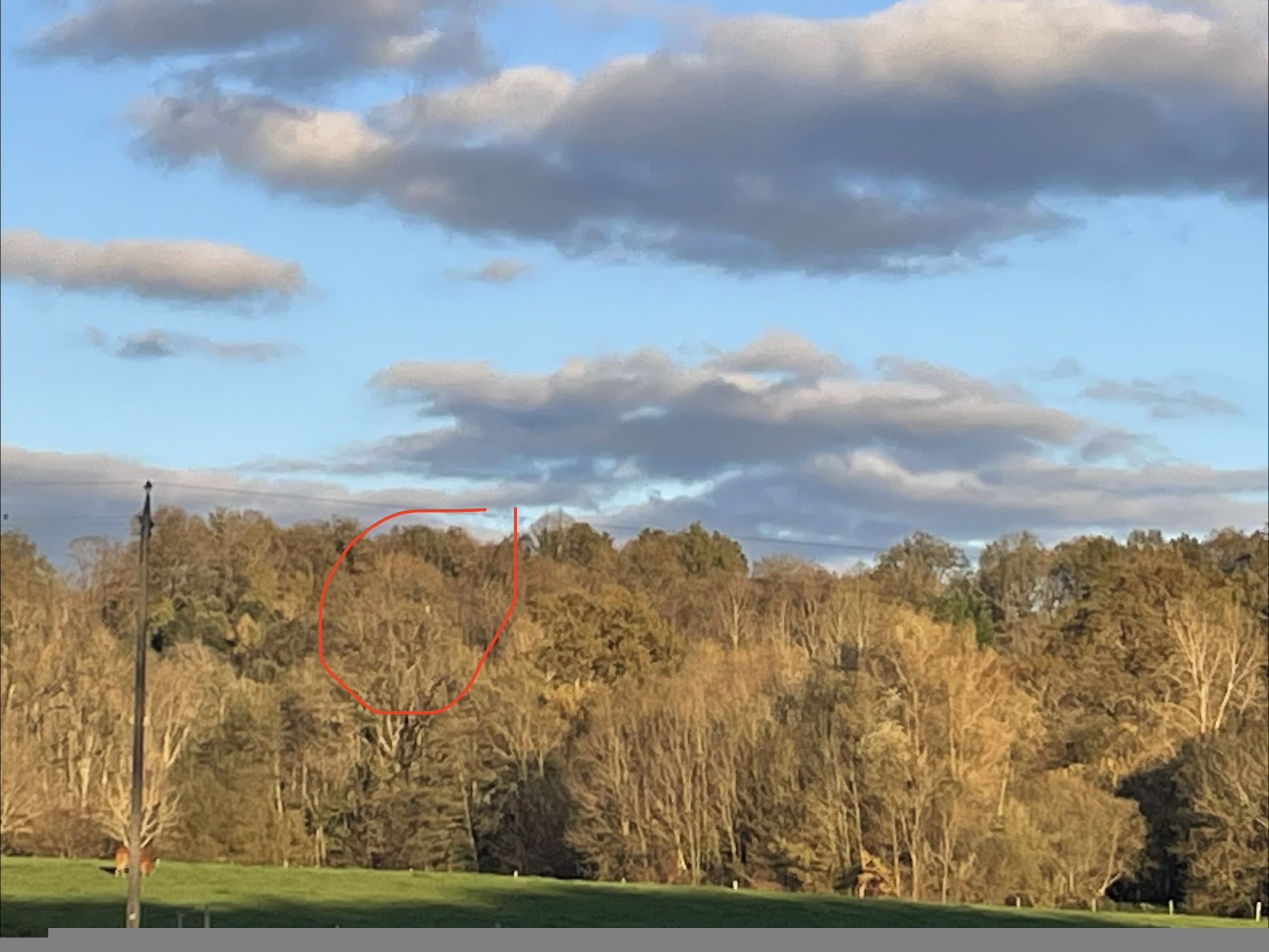 Photo du signalement #555