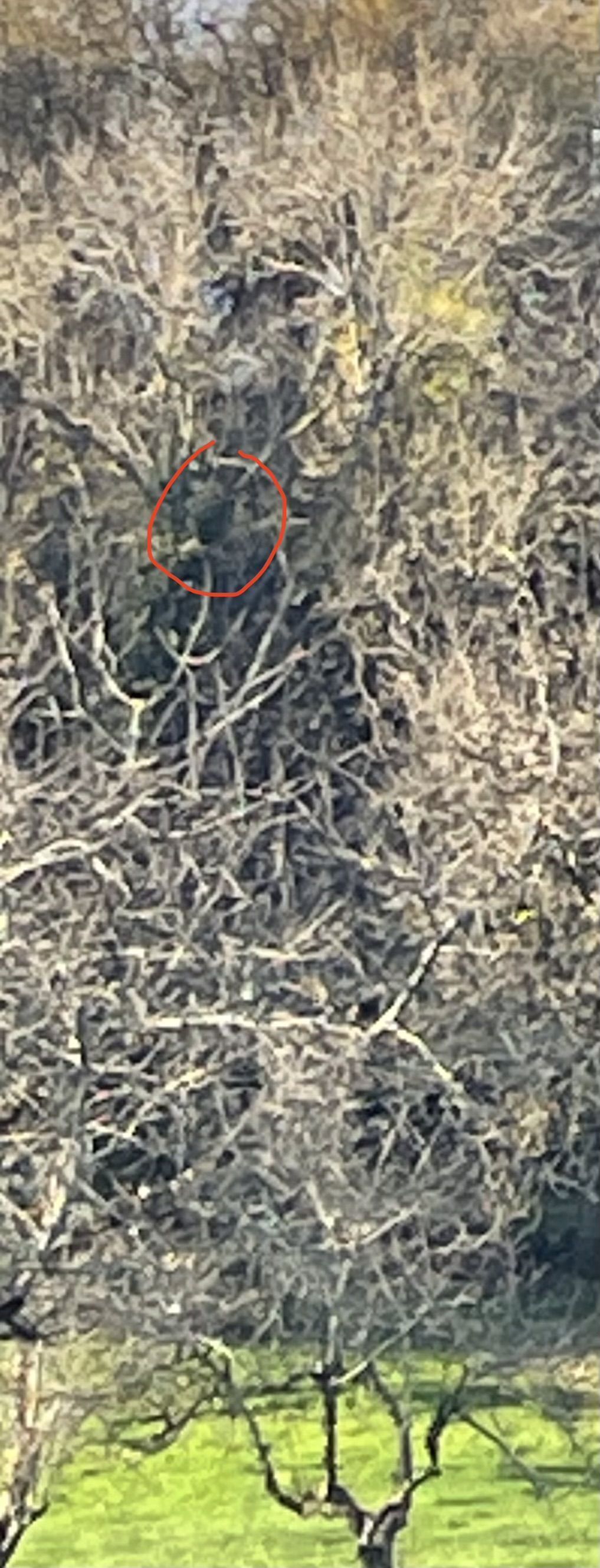 Photo du nid de frelon asiatique signalé à Nantheuil