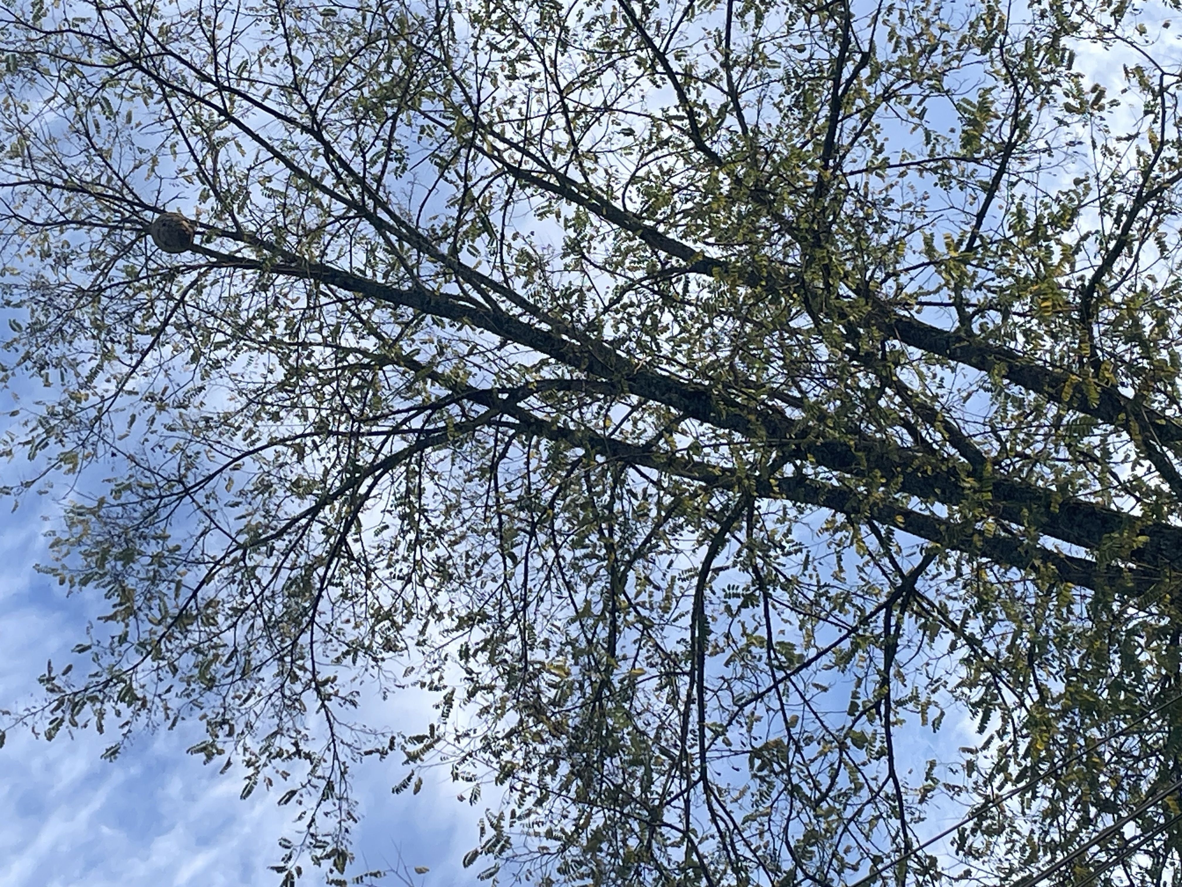 Photo du signalement #557