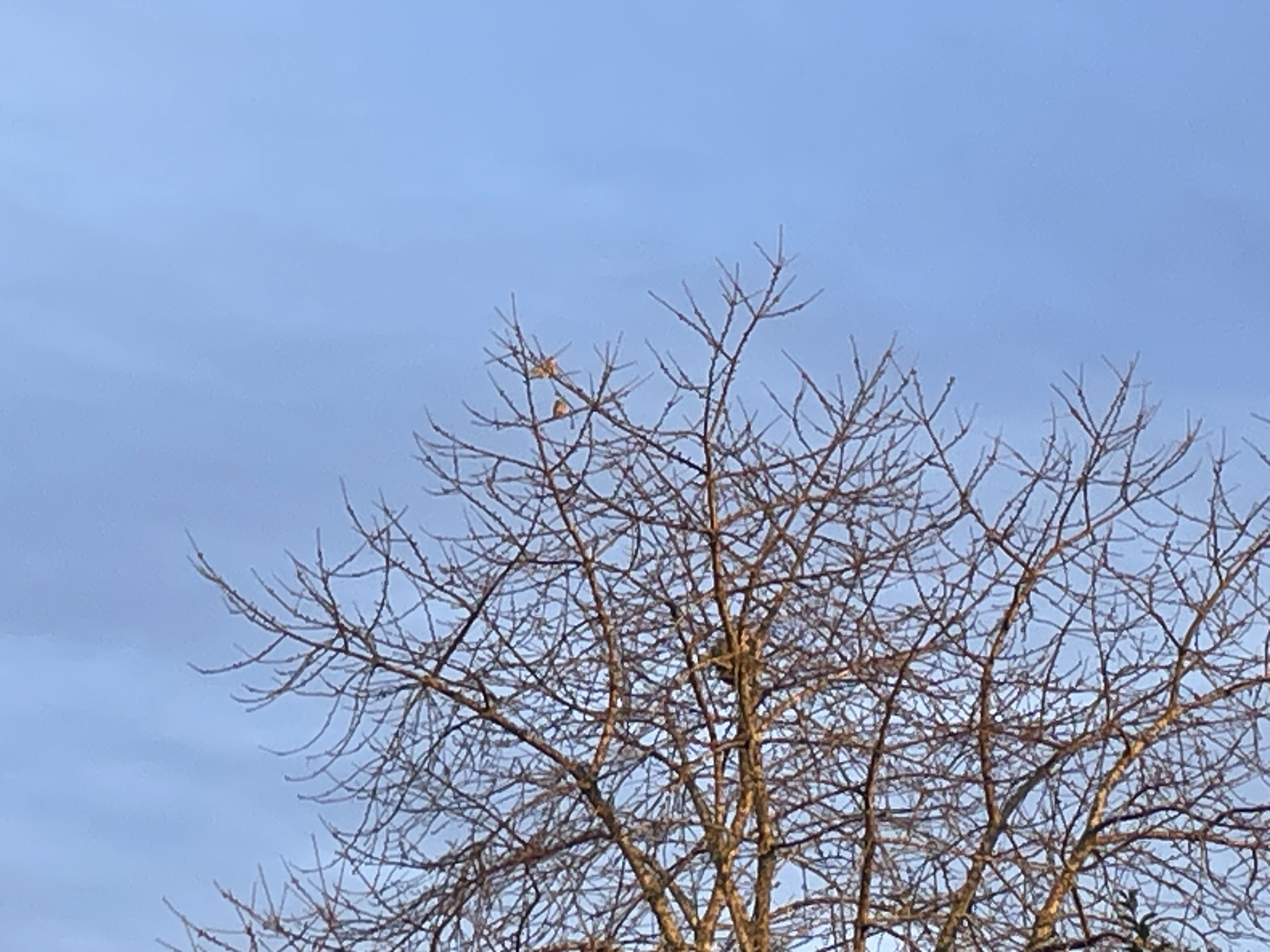 Photo du nid de frelon asiatique signalé à Dussac