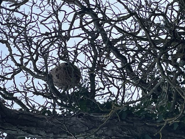 Photo du signalement #561